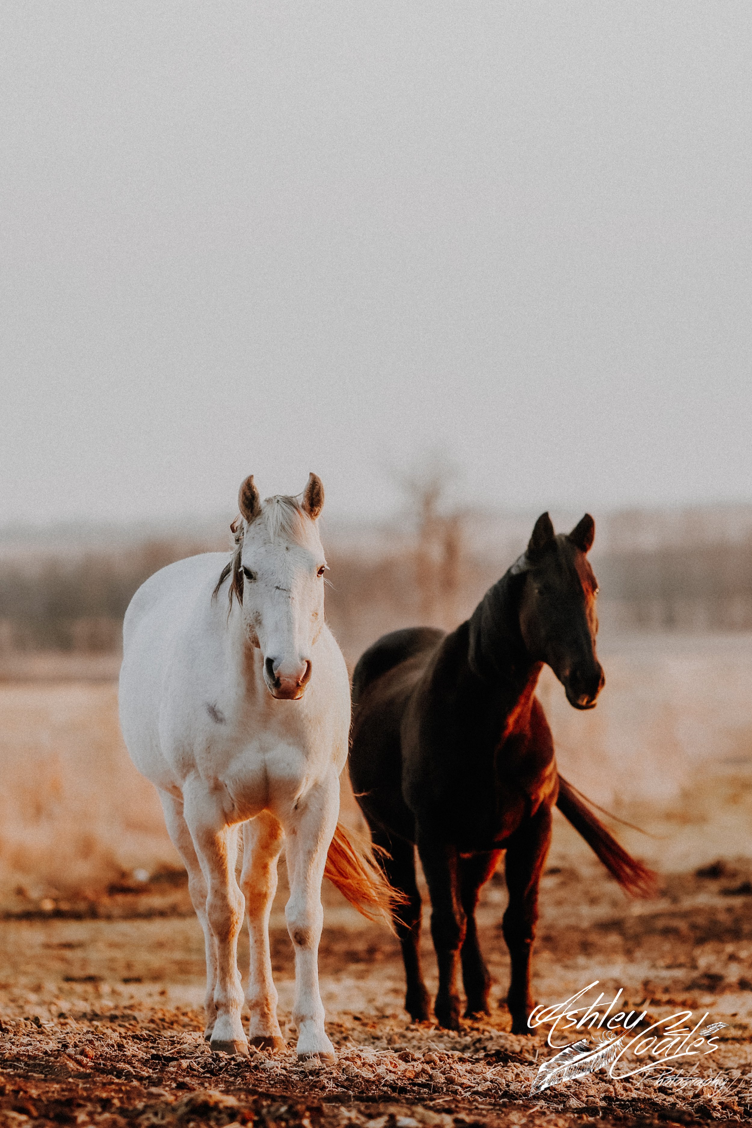 _MG_2469©AshleyCoates.jpg