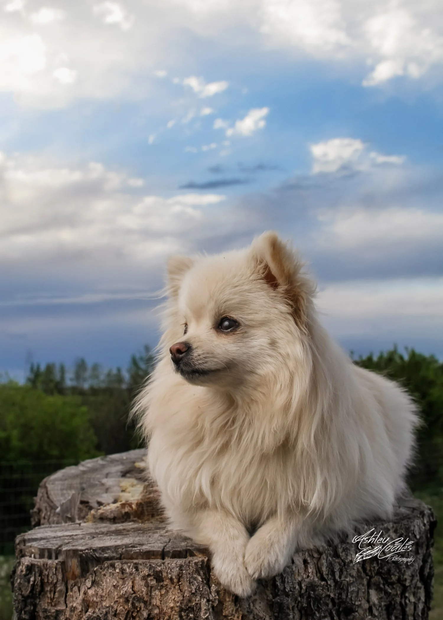 Dog Photography