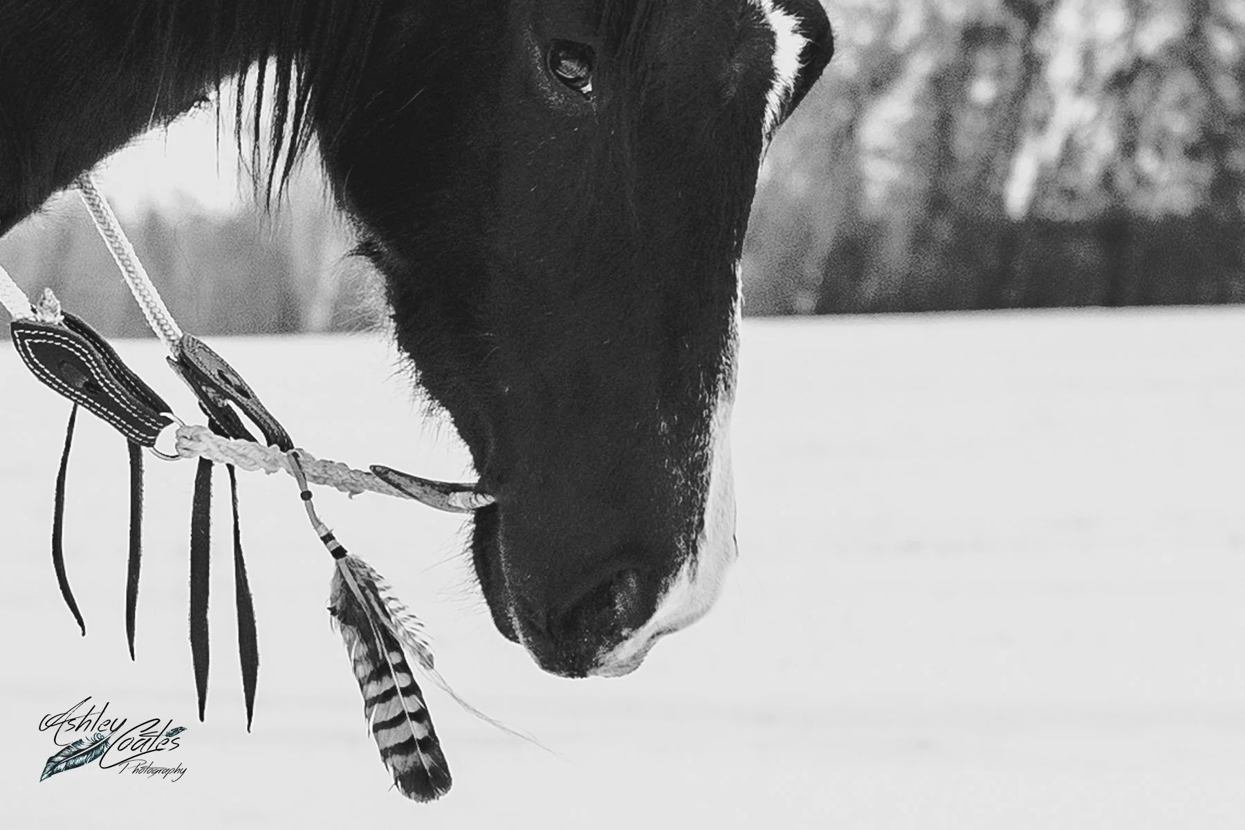 Edited_1977©AshleyCoates.jpg