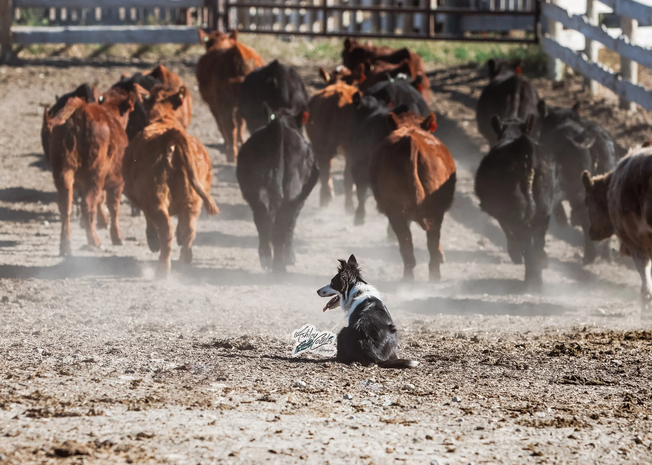 5x7-0590©AshleyCoates.jpg