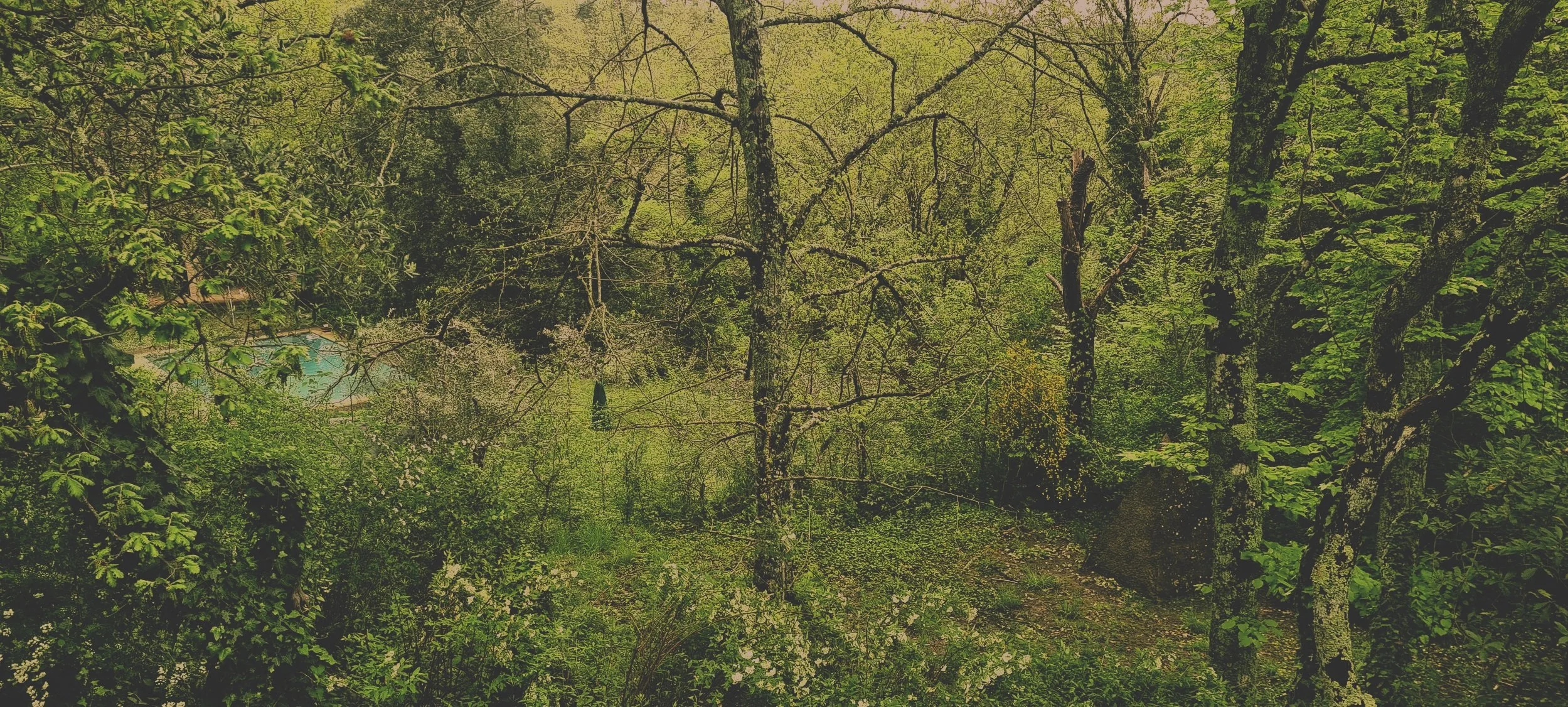Forêt dense avec arbres verts, un sentier et un rocher visible dans un environnement naturel verdoyant.