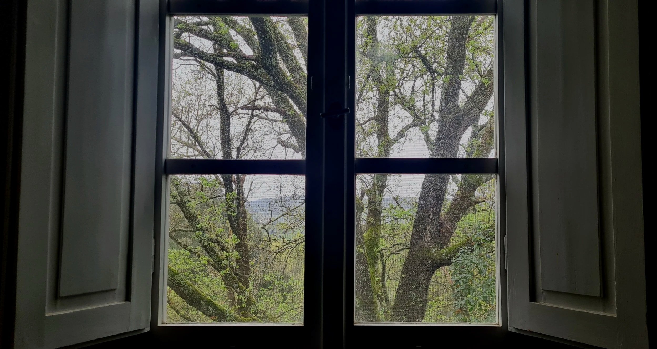 Vue à travers une fenêtre ouverte montrant un arbre avec des branches épaisses et des feuilles vertes, petite partie de l'arrière-plan visible, ciel nuageux.