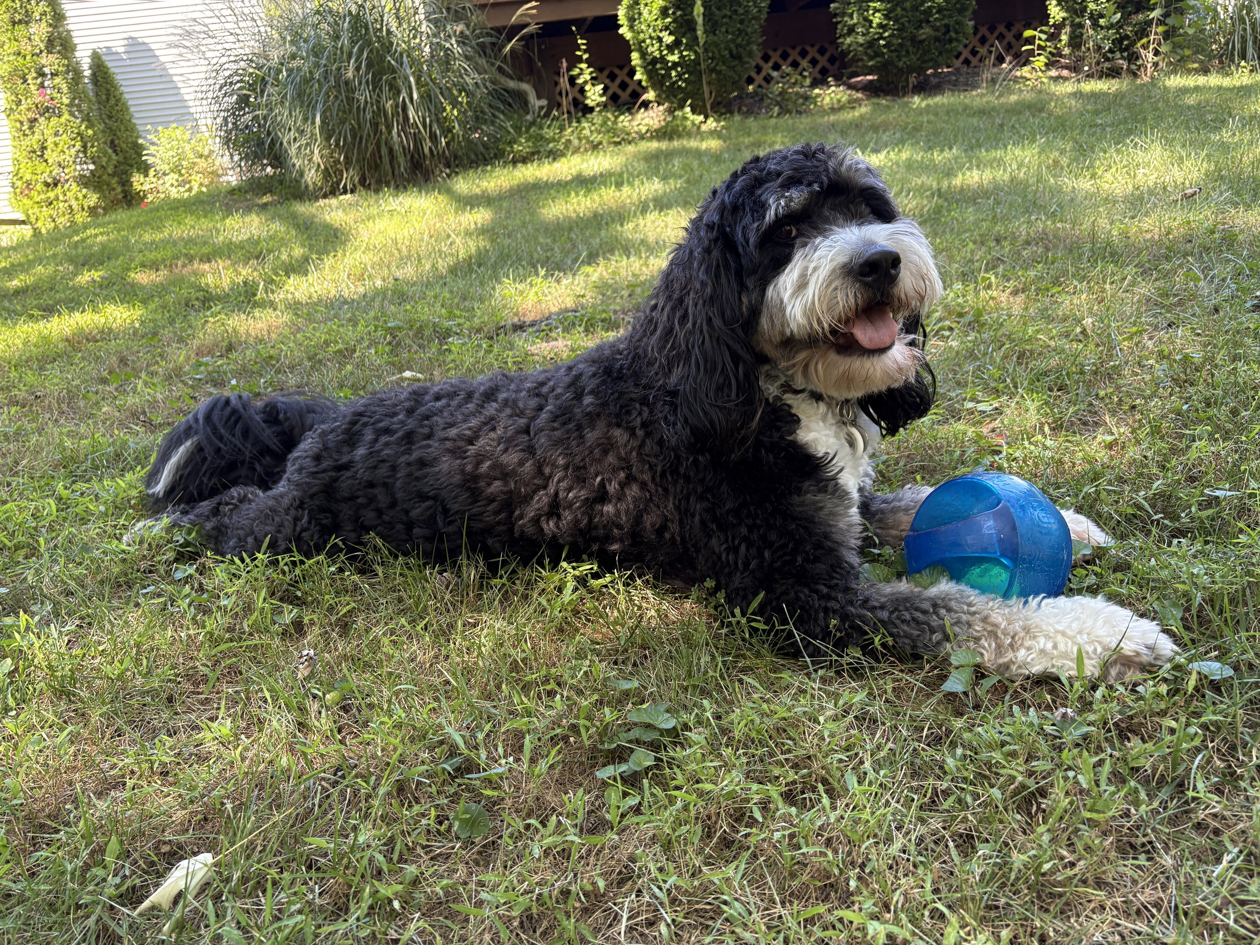 A black and white curly-coated dog lying on grass with a blue toy ball nearby in a backyard with bushes and trees.