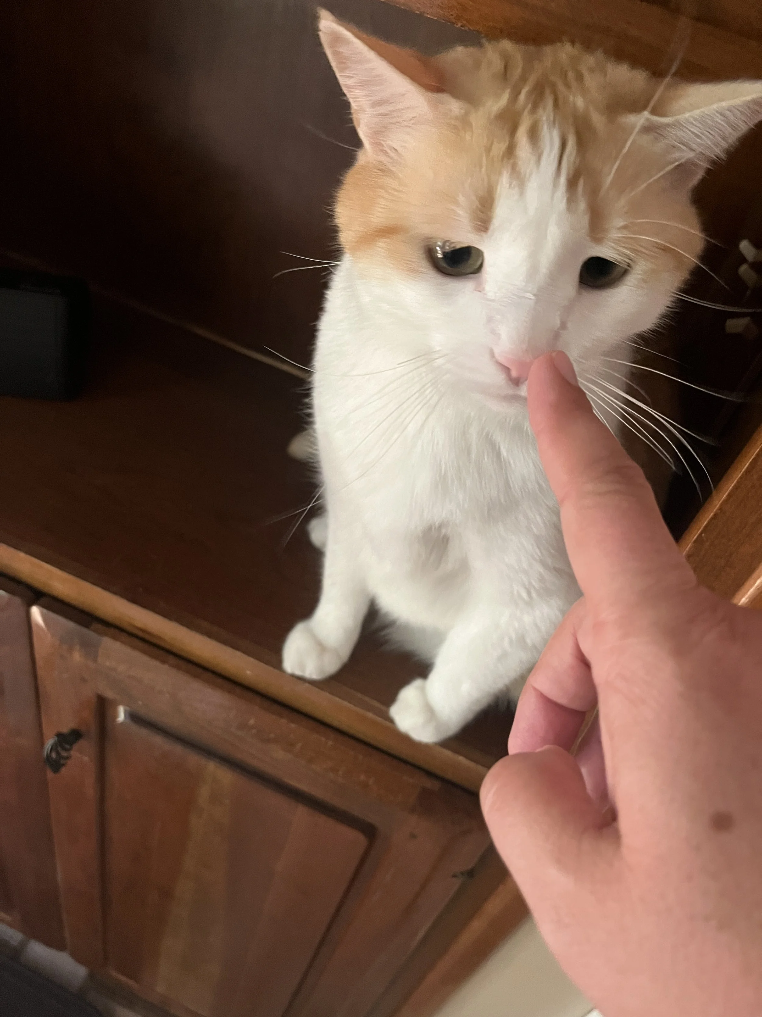 A cream and white cat sitting on a wooden surface, nose touched by a person's finger.