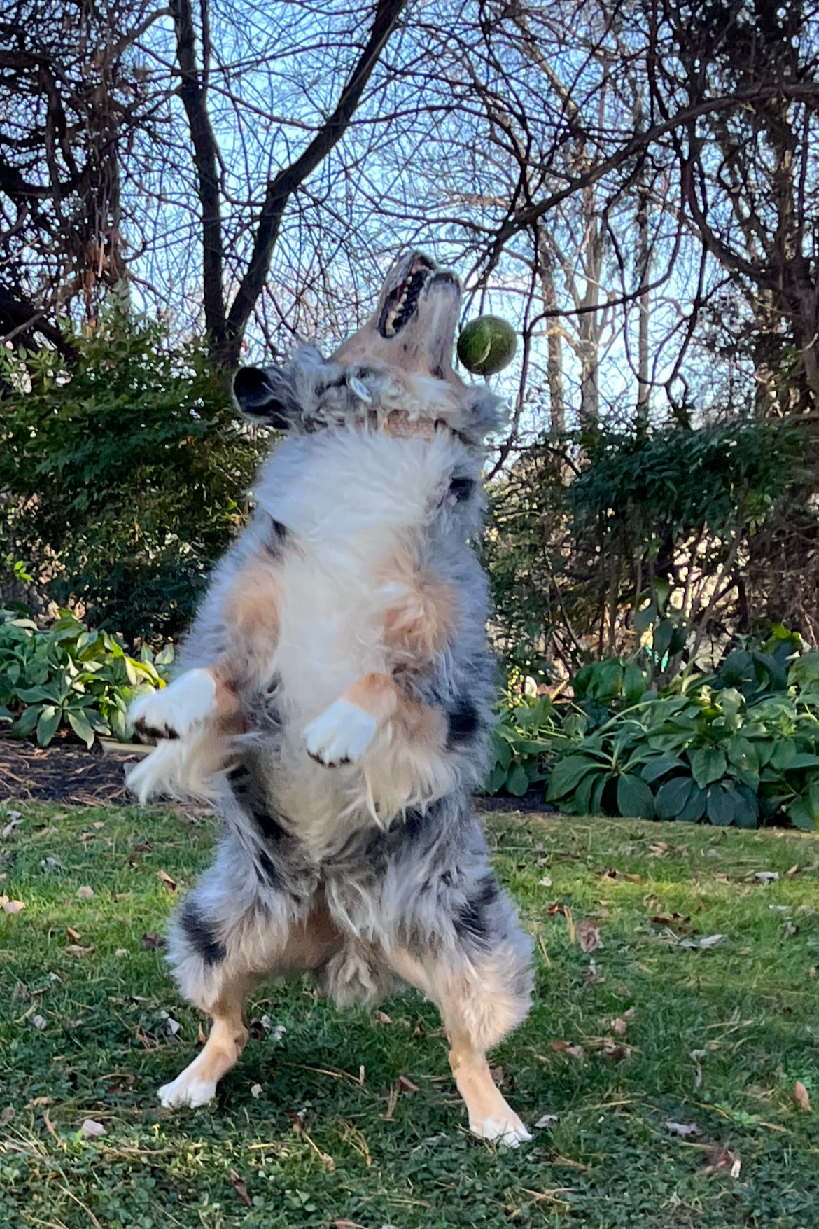 An Australian Shepherd dog jumping in the air, catching a green ball during outdoor play.