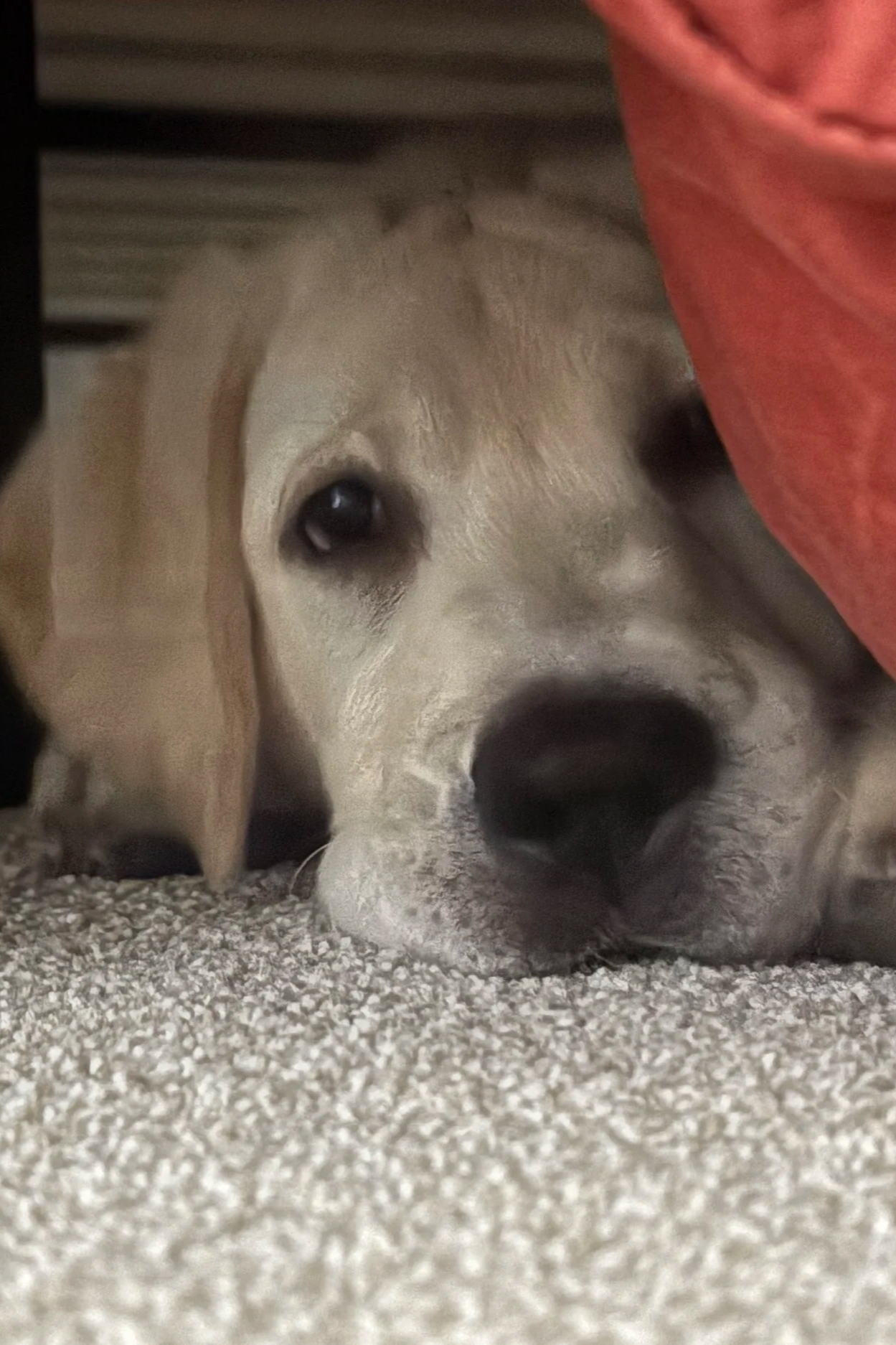 A young puppy of a light-colored breed lying on a carpeted floor under furniture with a red piece of fabric nearby.
