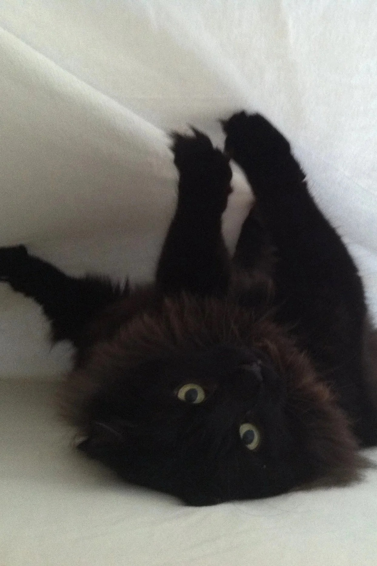 A black cat lying on its back on a white surface with wide yellow eyes looking at the camera.