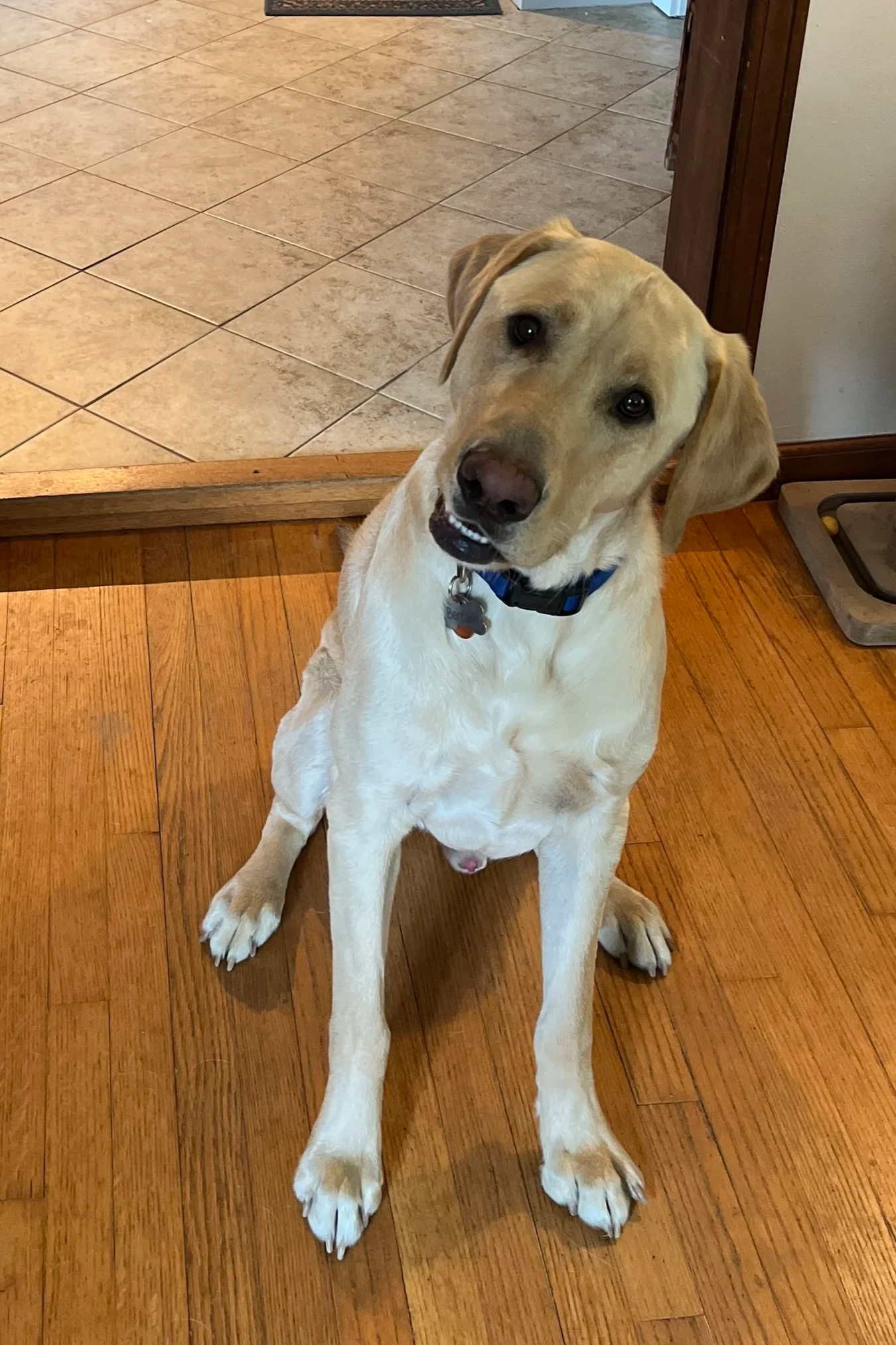 A yellow Labrador Retriever sitting on a wooden floor indoors, looking at the camera with a tilted head.