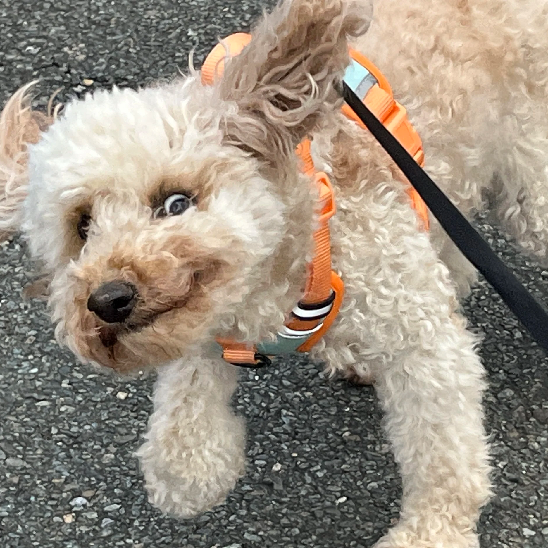 A small, curly-haired dog with light beige fur wearing an orange harness and leash, standing on a gravel surface.