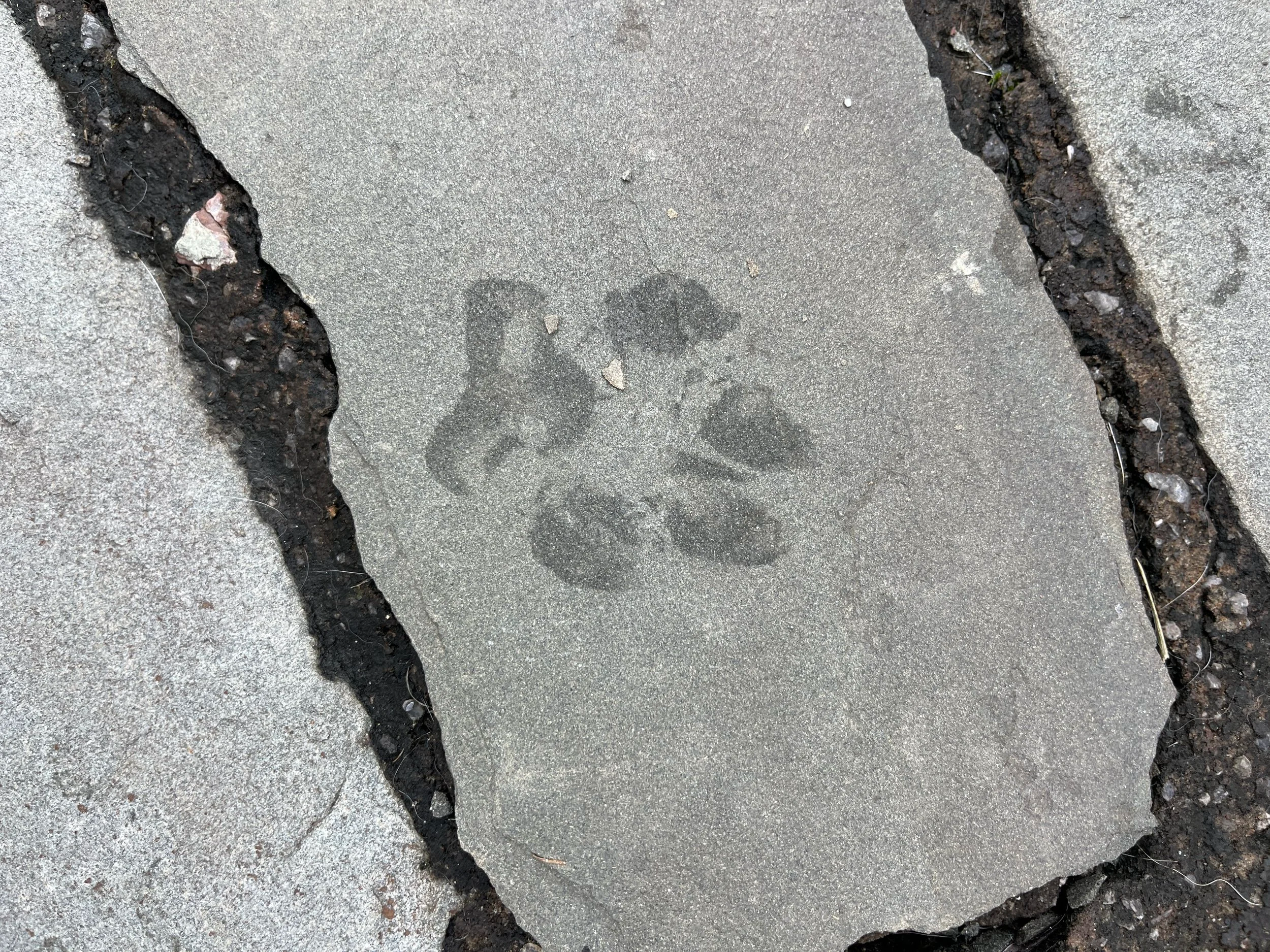 Puppy print on concrete