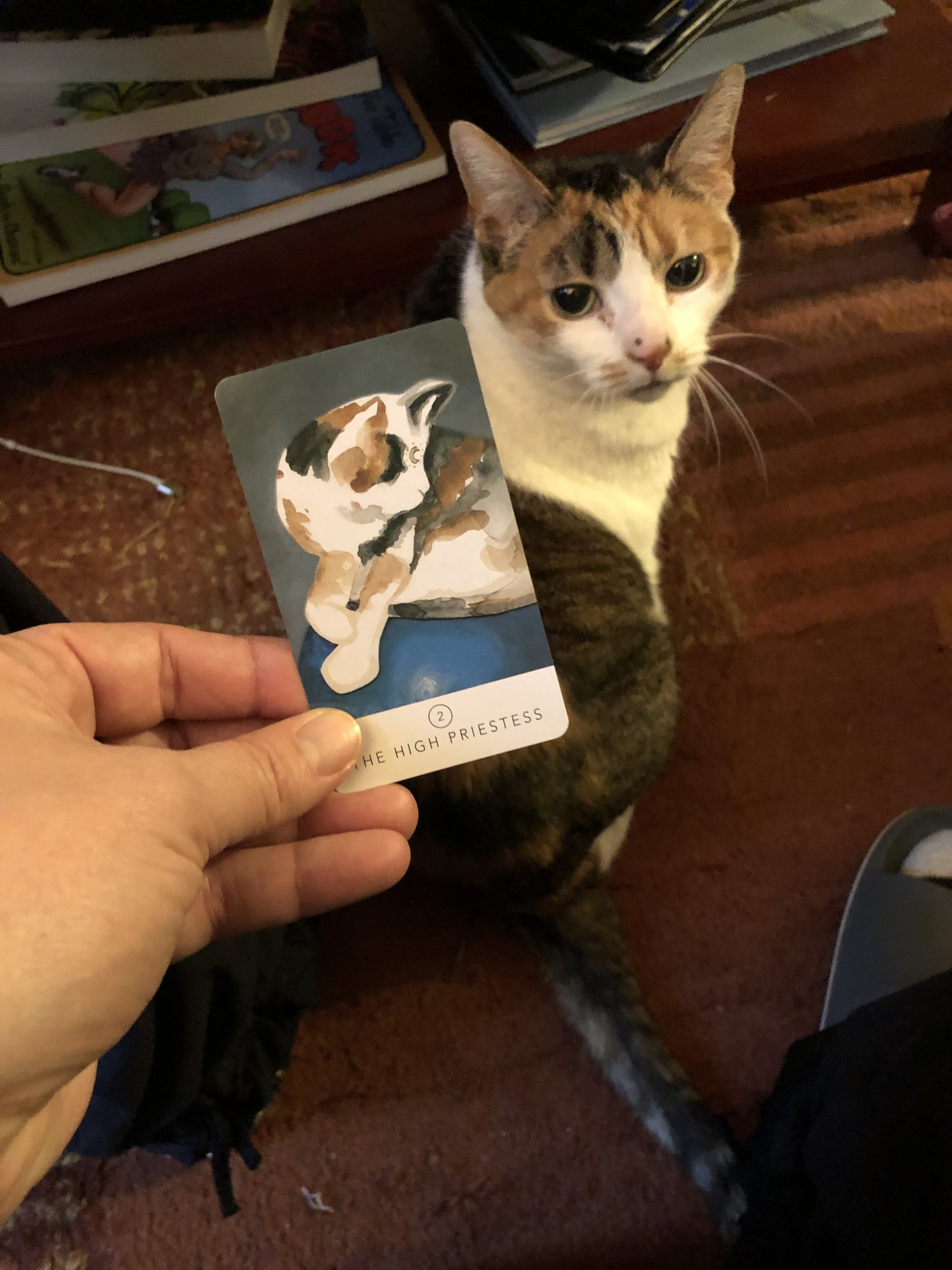 A person holding a card with an illustration of a calico cat, labeled 'The High Priestess,' in front of a sitting calico cat on a reddish-brown carpet in a room with books and magazines.