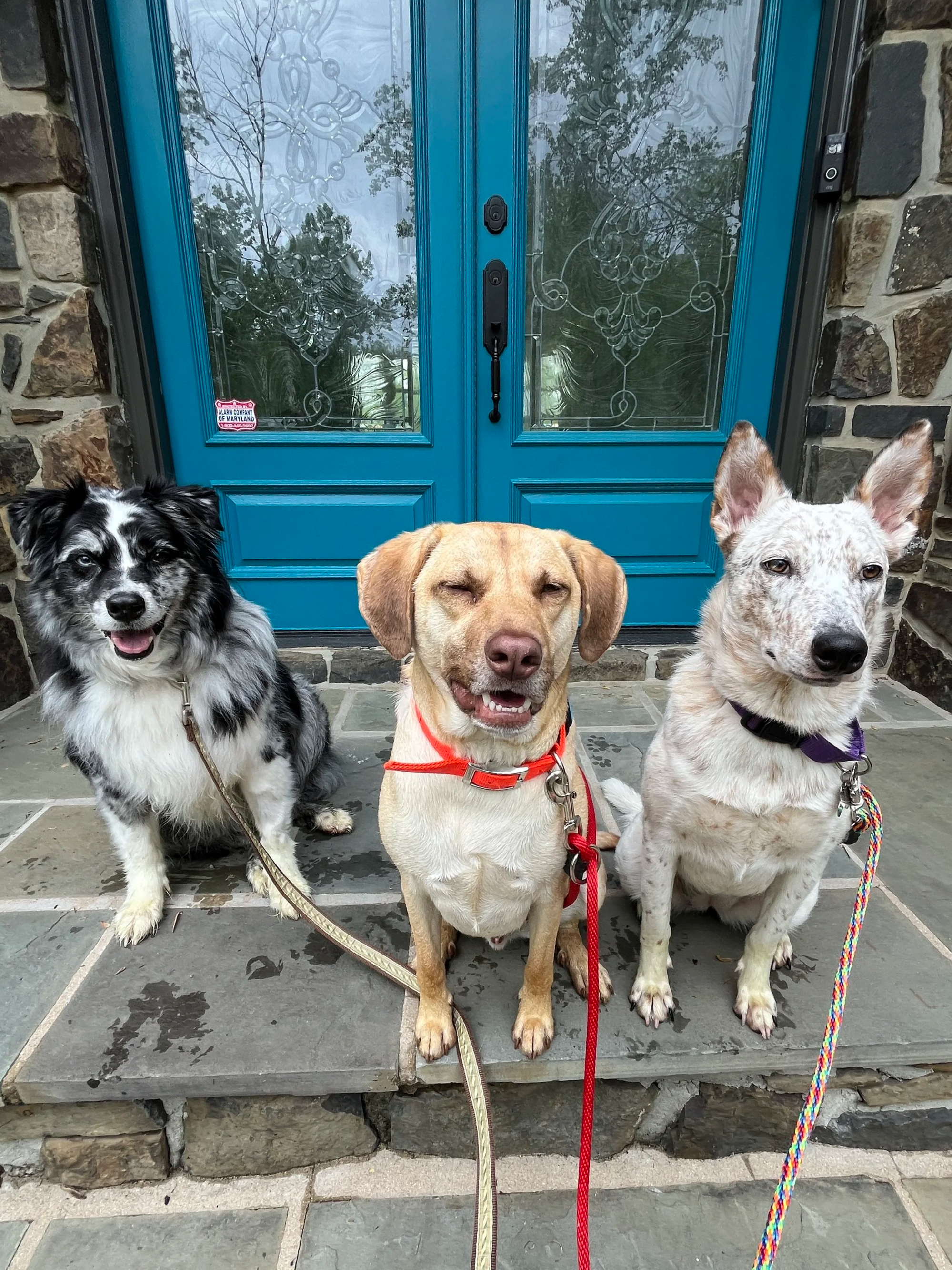 Three dogs sitting on a stone porch in front of a blue door with glass panels.
