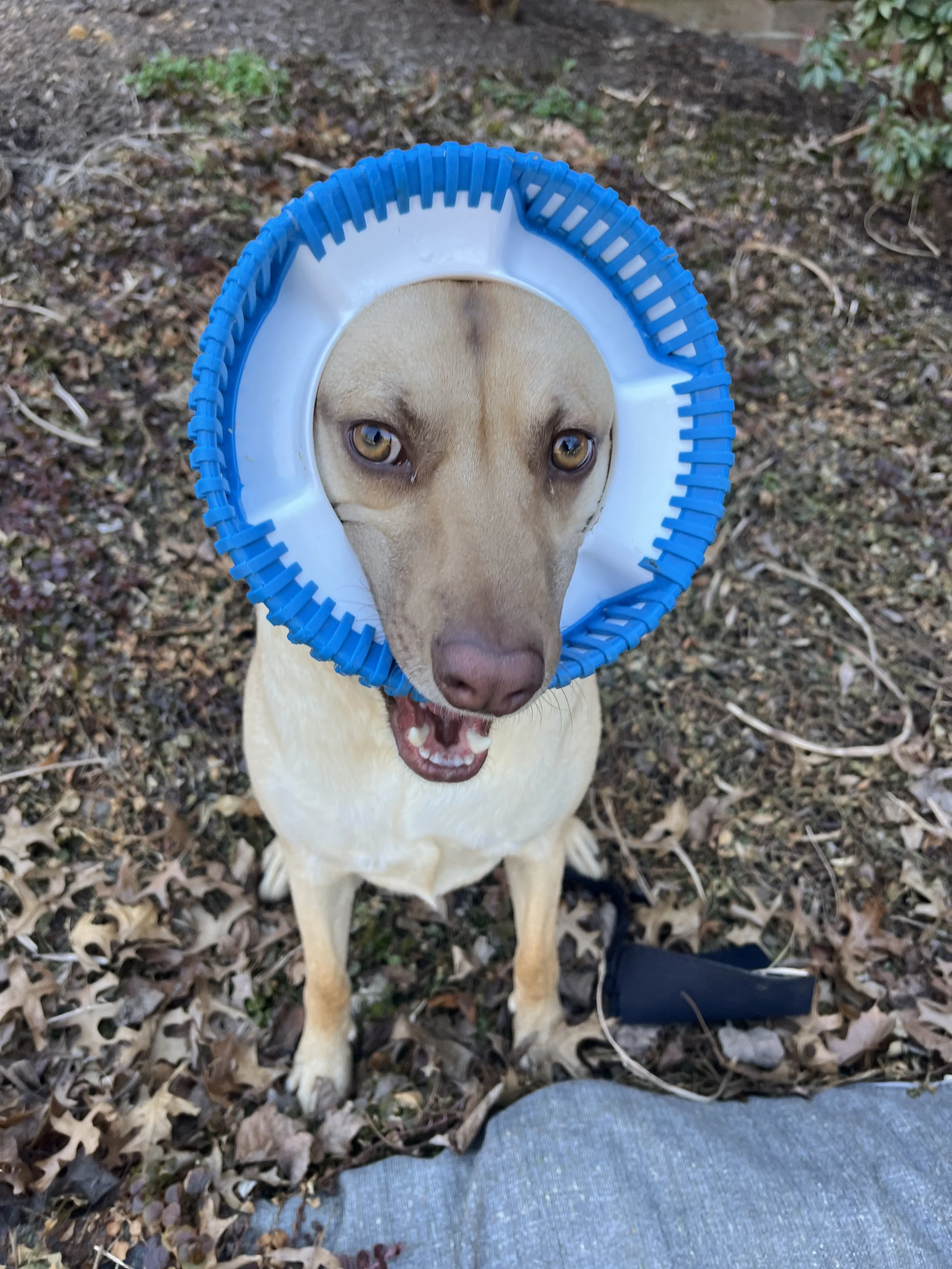 A dog wearing a blue and white inflatable neck collar, sitting on the ground with fallen leaves and grass, mouth open, looking at the camera.