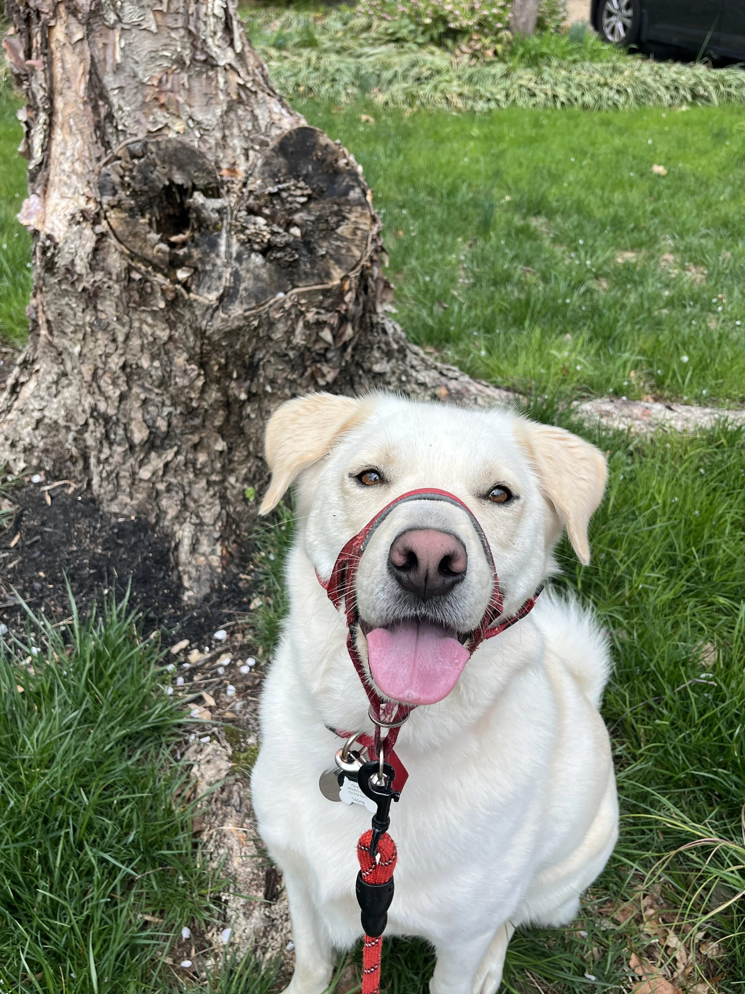 A happy yellow Labrador Retriever sitting on grass with a black and red leash and collar, in front of a tree with a heart-shaped carved into its trunk.