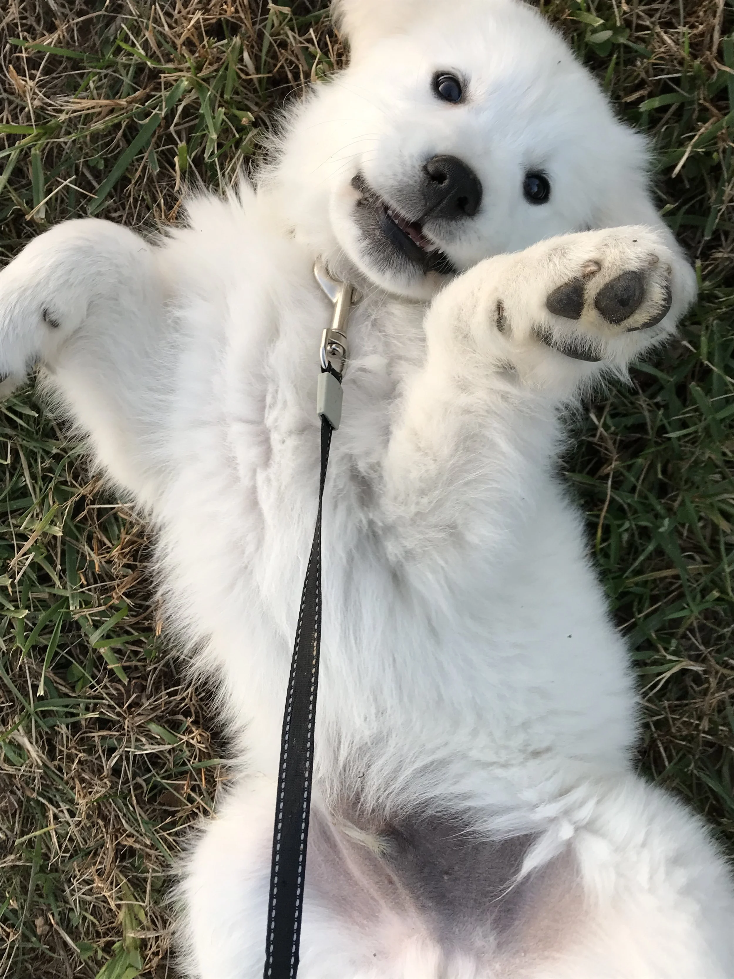 A cute white puppy lying on its back on the grass, smiling and looking at the camera.