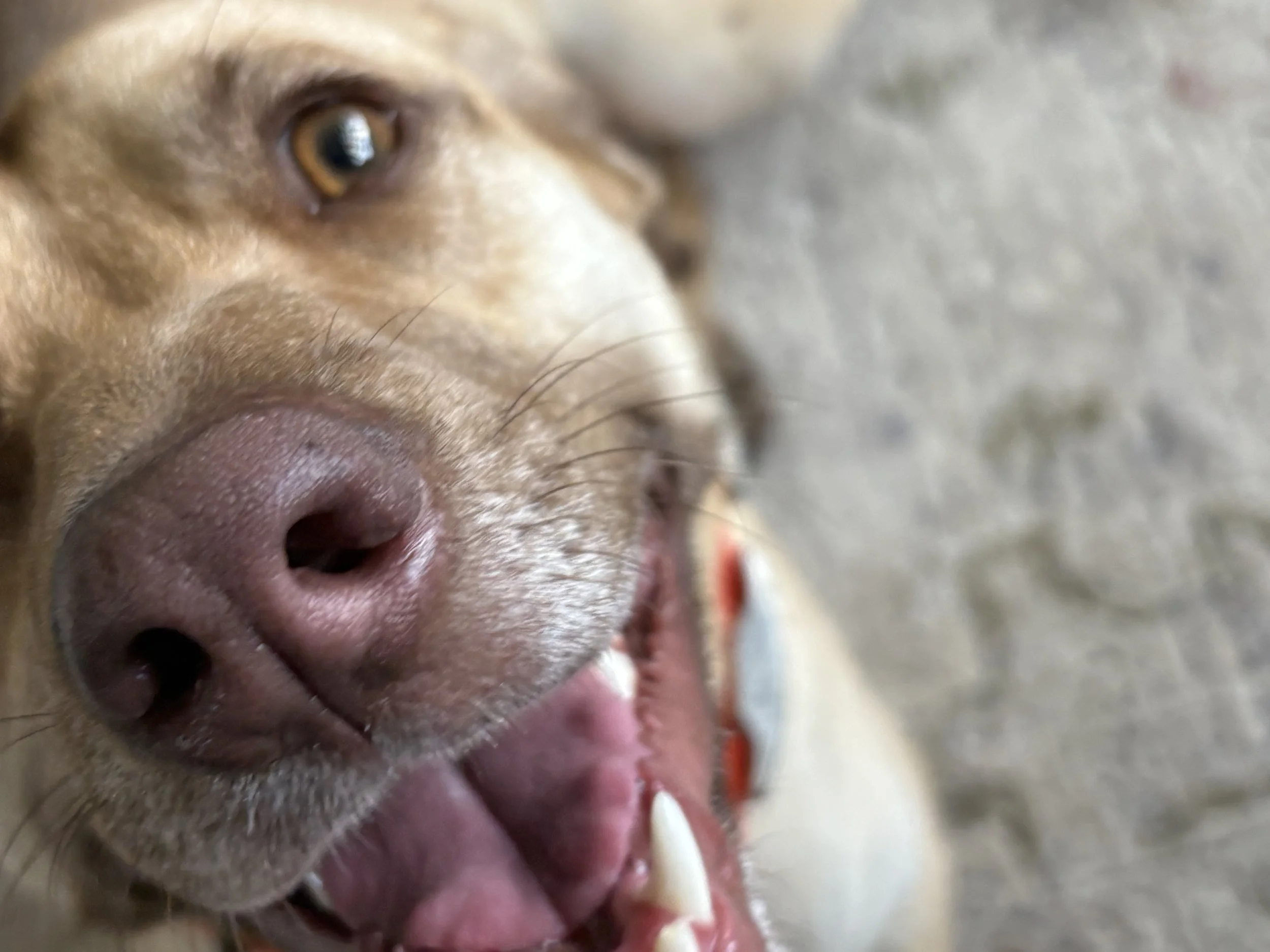 Close-up of a dog's face with its mouth open, showing teeth and tongue, on a gray surface.