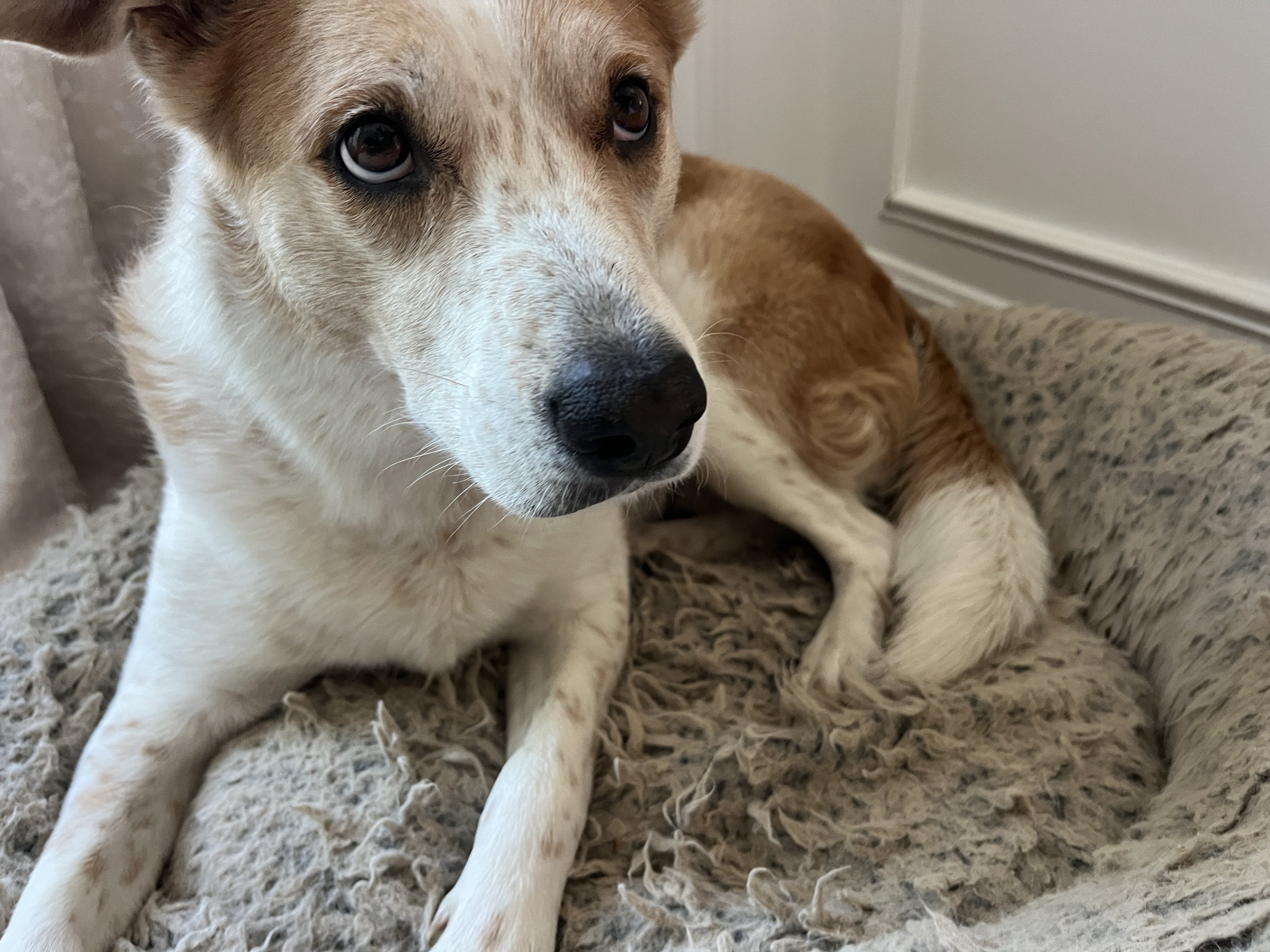 A close-up of a dog with blue eyes lying in a plush dog bed.