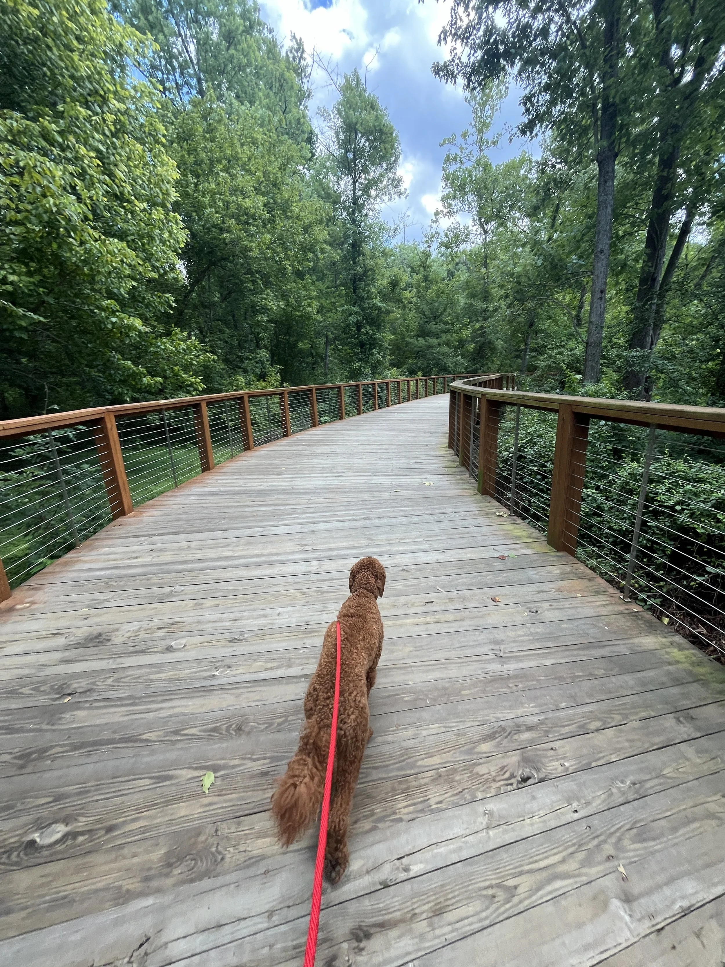 A brown curly-haired dog on a red leash walking on a wooden boardwalk through a green forest.
