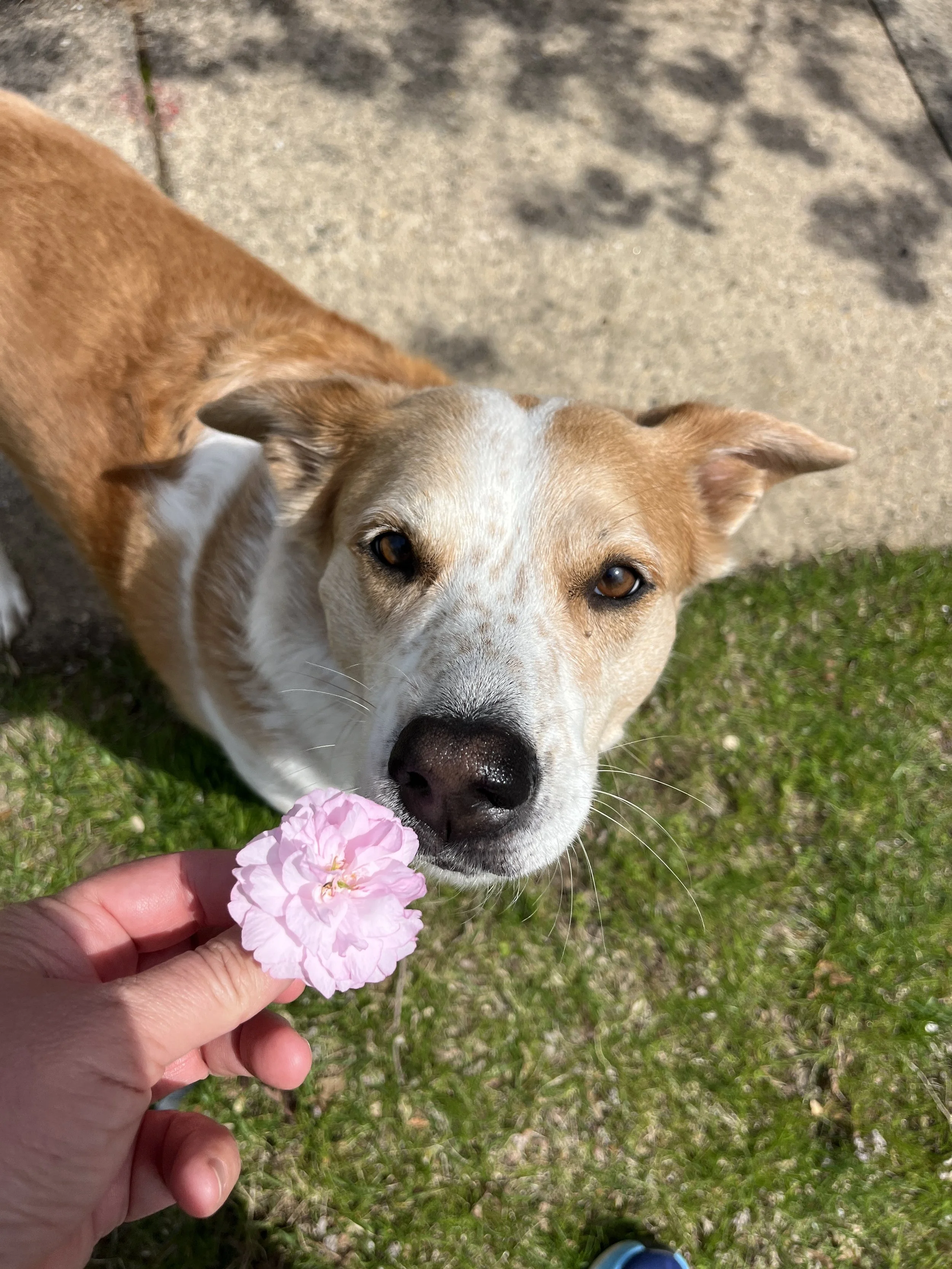 Cute puppy named Luna smelling a pink carnation