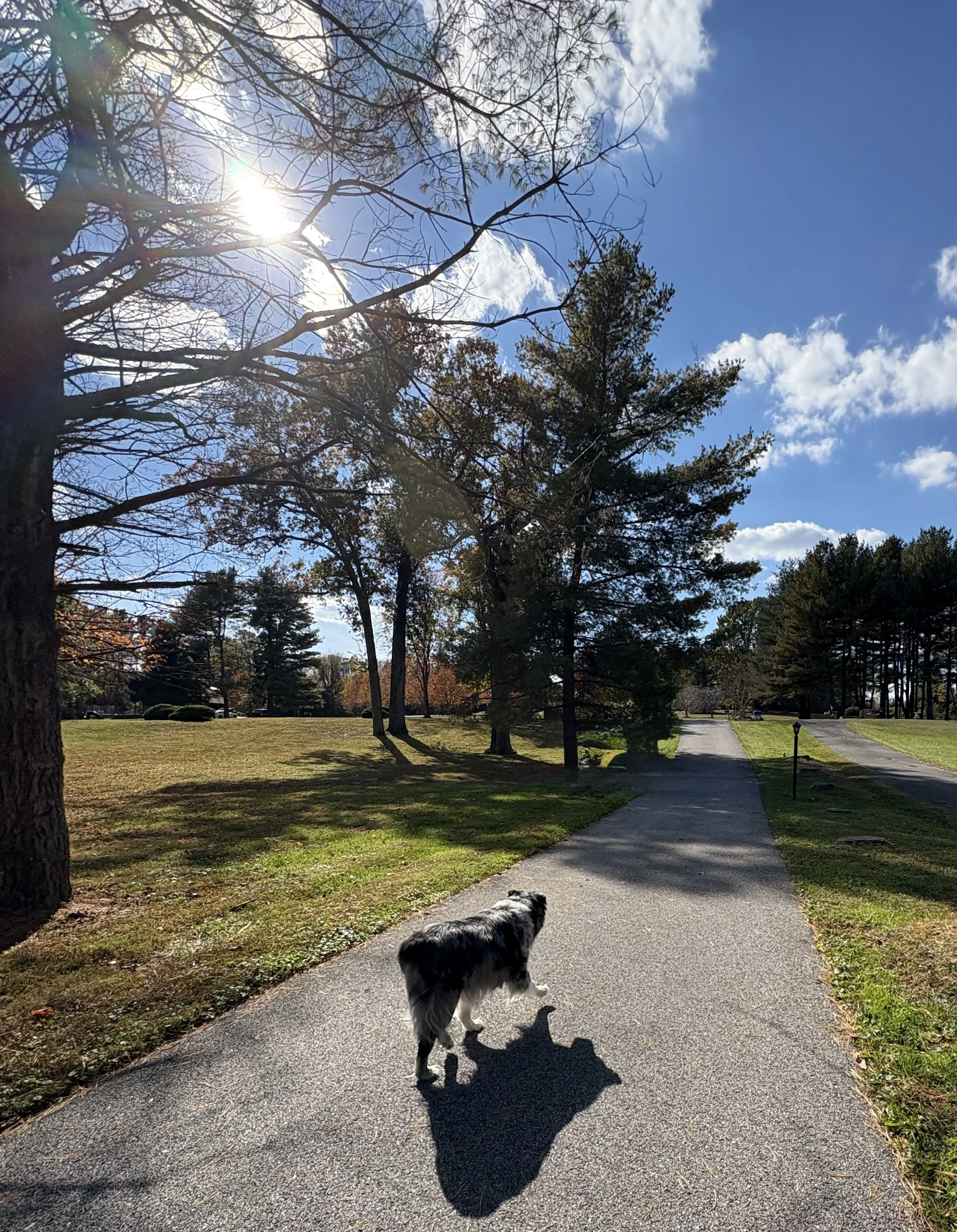 A dog walking on a paved path in a park, with trees on either side, under a partly cloudy sky with the sun shining through the branches.