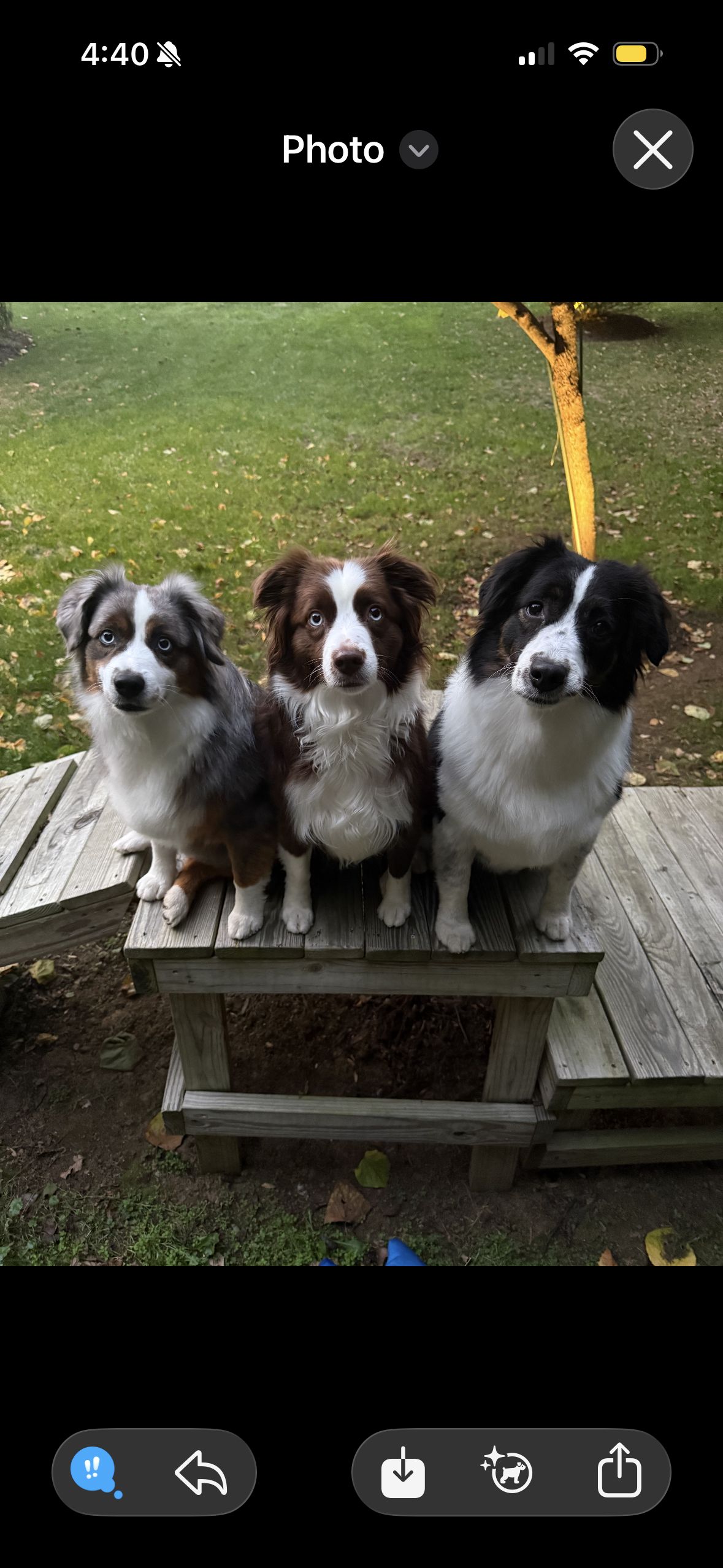 Three Australian Shepherd dogs sitting on a wooden platform outdoors with green grass and a fence in the background.
