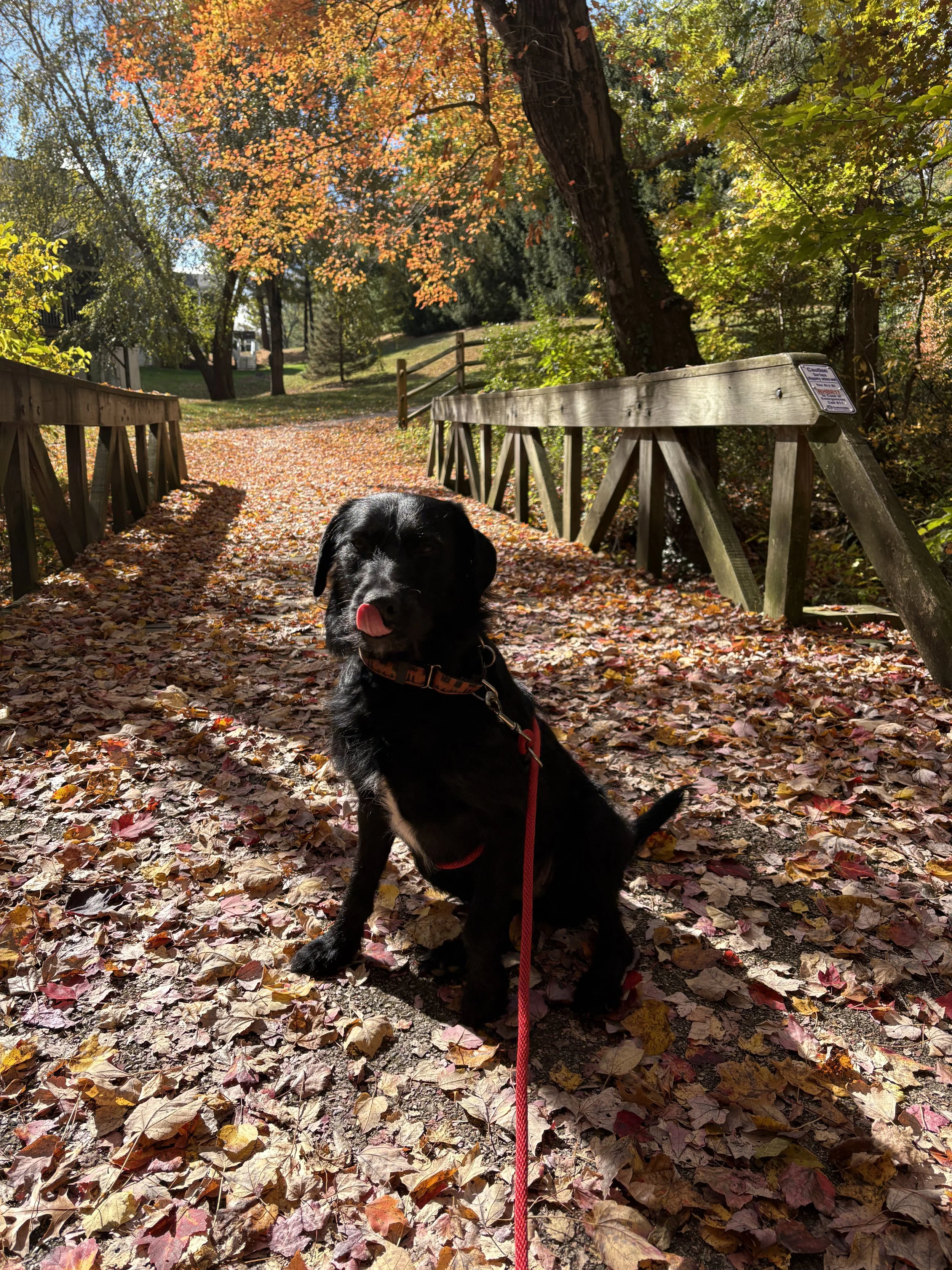 A black dog with a red leash sitting on a fallen autumn leaves-covered path. The dog is licking its nose and is in front of a wooden bridge with trees and colorful fall foliage in the background.