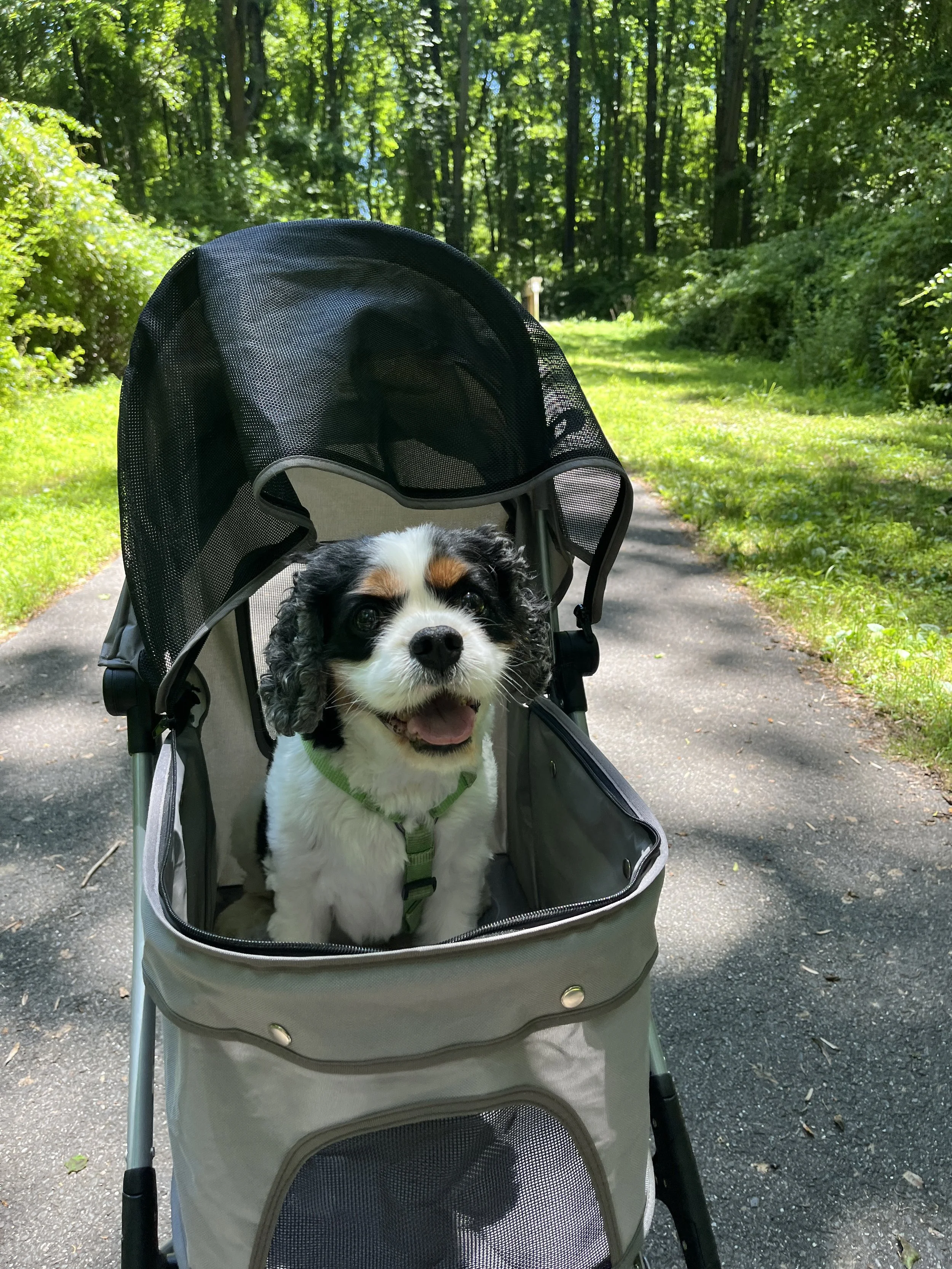 A small puppy with black, white, and tan fur sitting in a stroller on a forest trail.