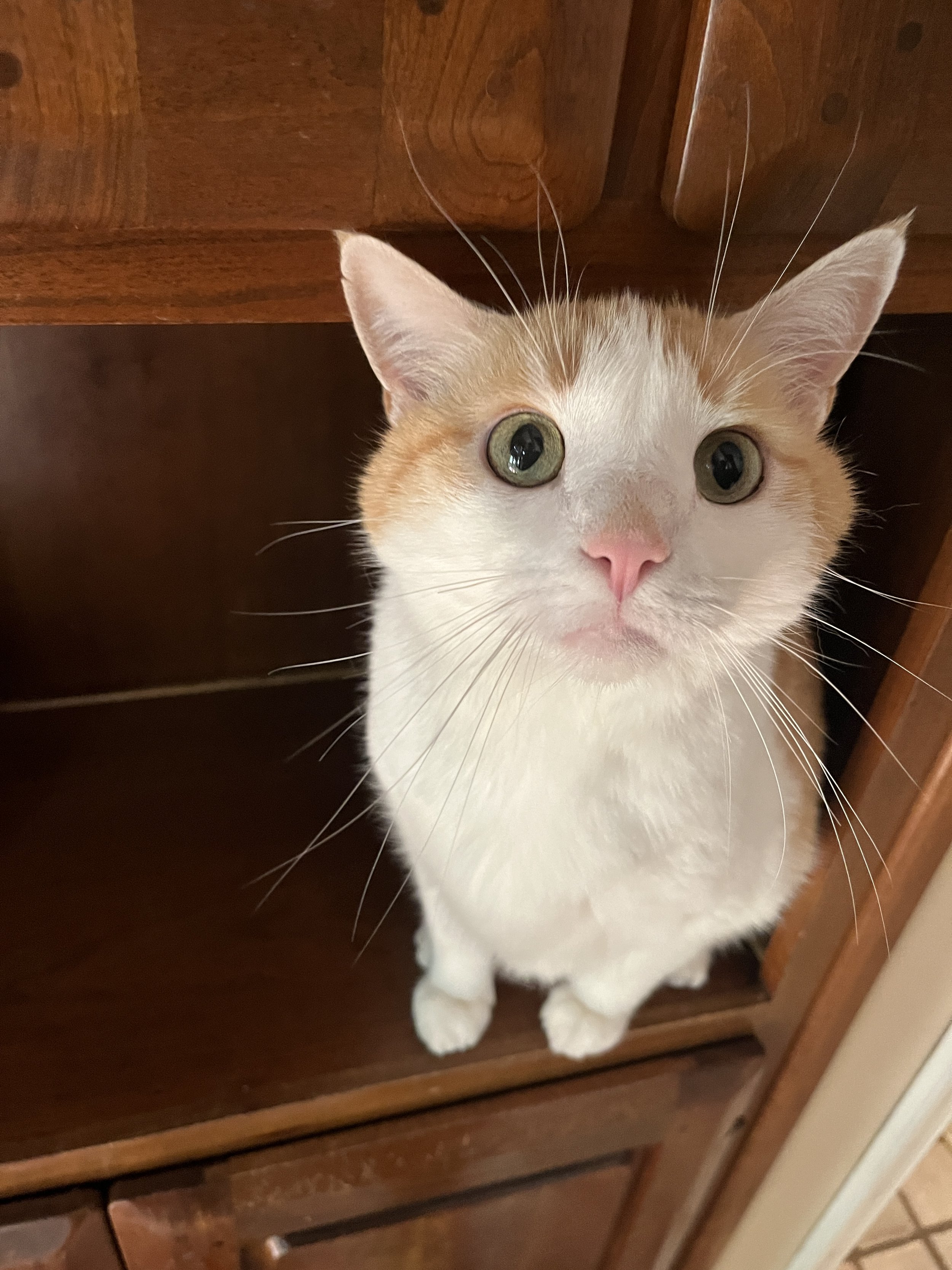 Close-up of a white and orange cat with green eyes, sitting on a wooden shelf and looking up.