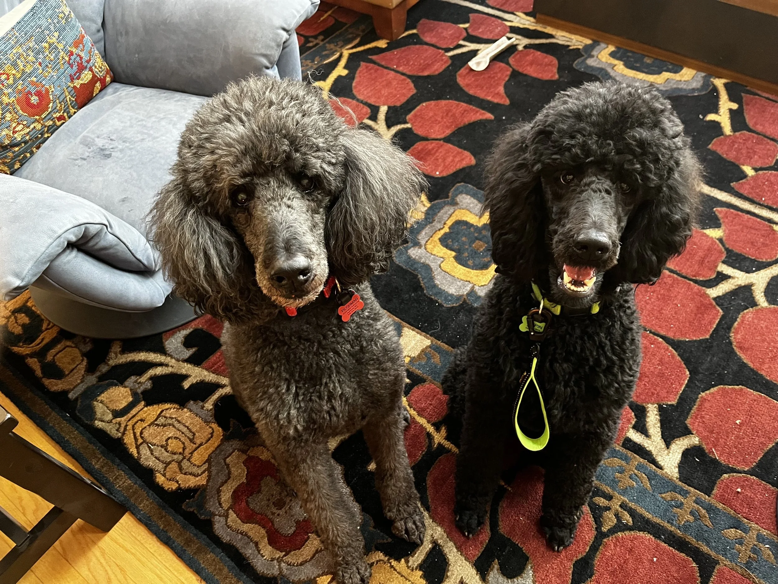Two poodles sitting on a patterned rug, with a light blue couch nearby.