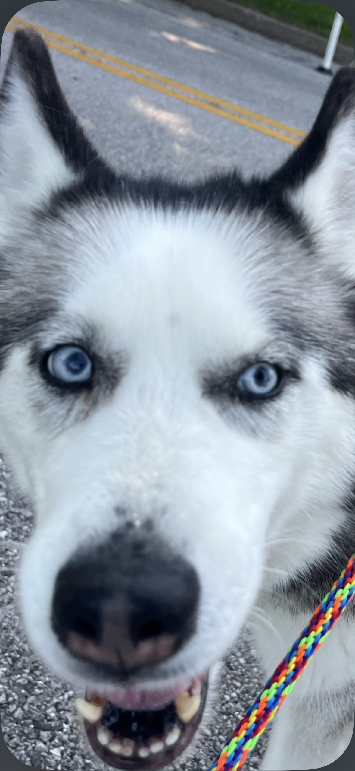 Close-up of a Siberian Husky with blue eyes, black and white fur, and a colorful braided leash, standing outdoors on a gravel surface with a road and some greenery in the background.