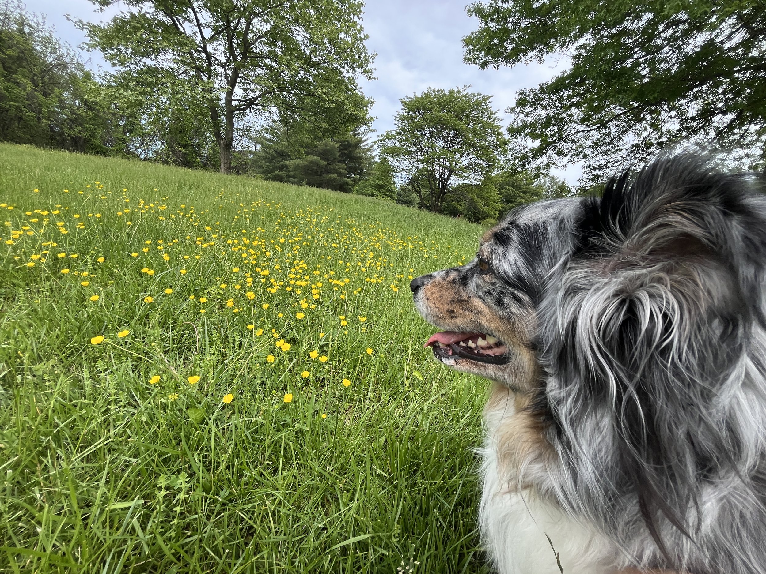 Australian Shepherd dog in a grassy field with yellow wildflowers, trees, and a cloudy sky in the background.