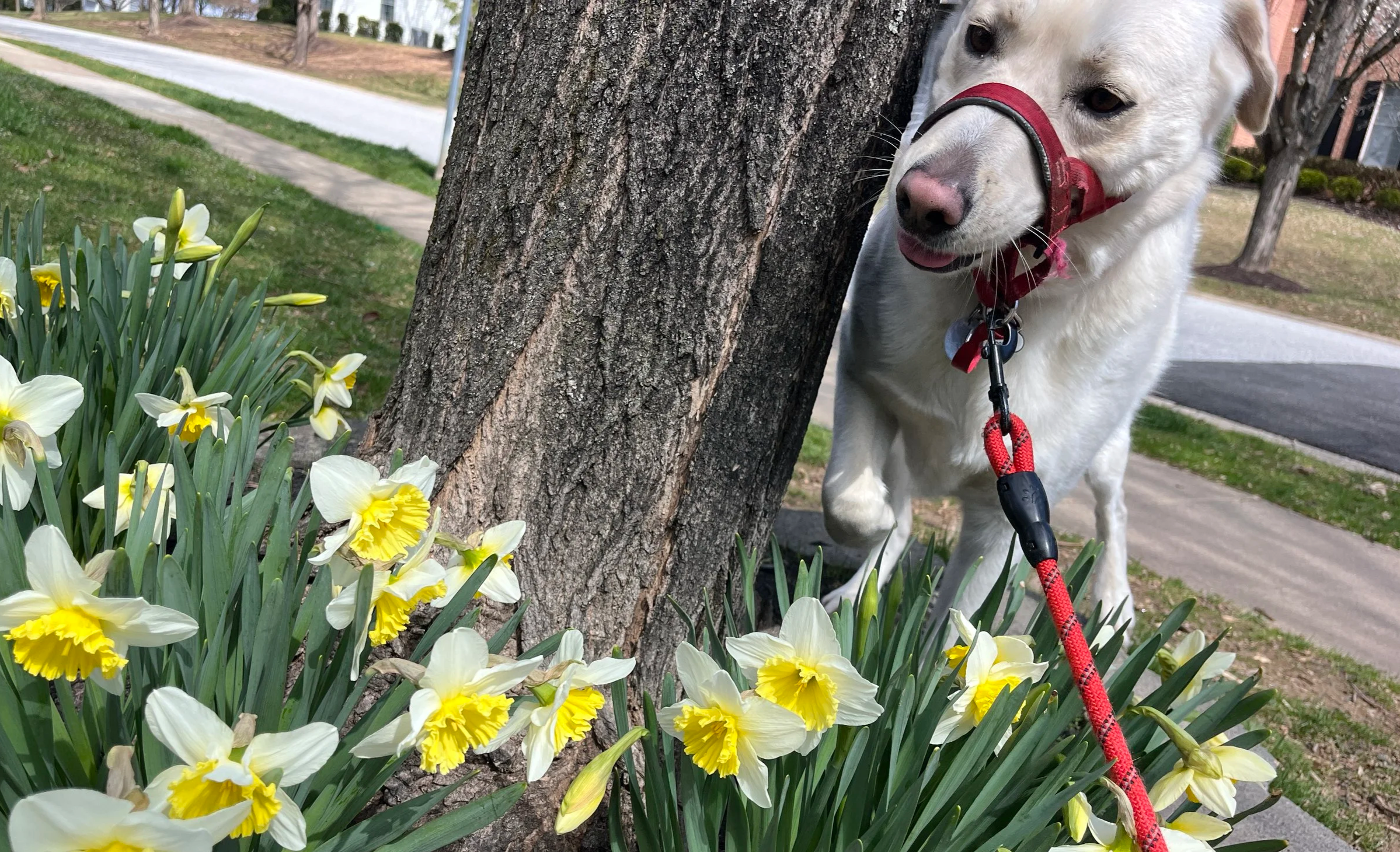 A white dog with a red harness and leash leaning against a tree trunk surrounded by yellow and white daffodil flowers in a suburban neighborhood.