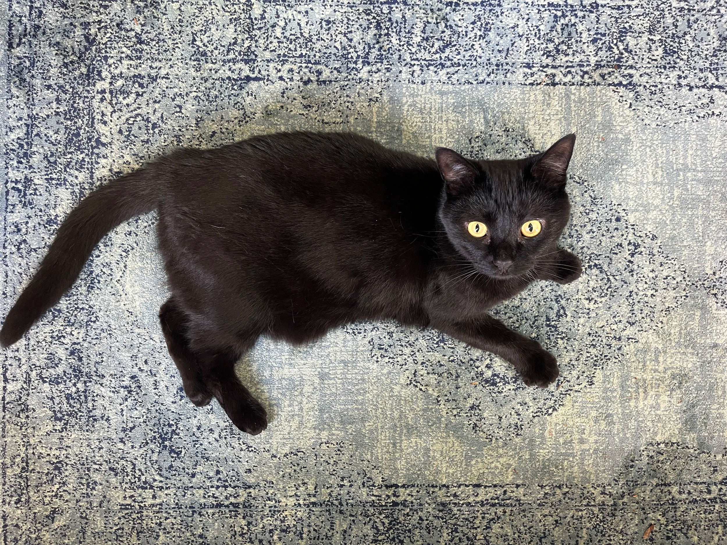 Black cat lying on a patterned blue and gray rug, looking up at the camera with yellow eyes.