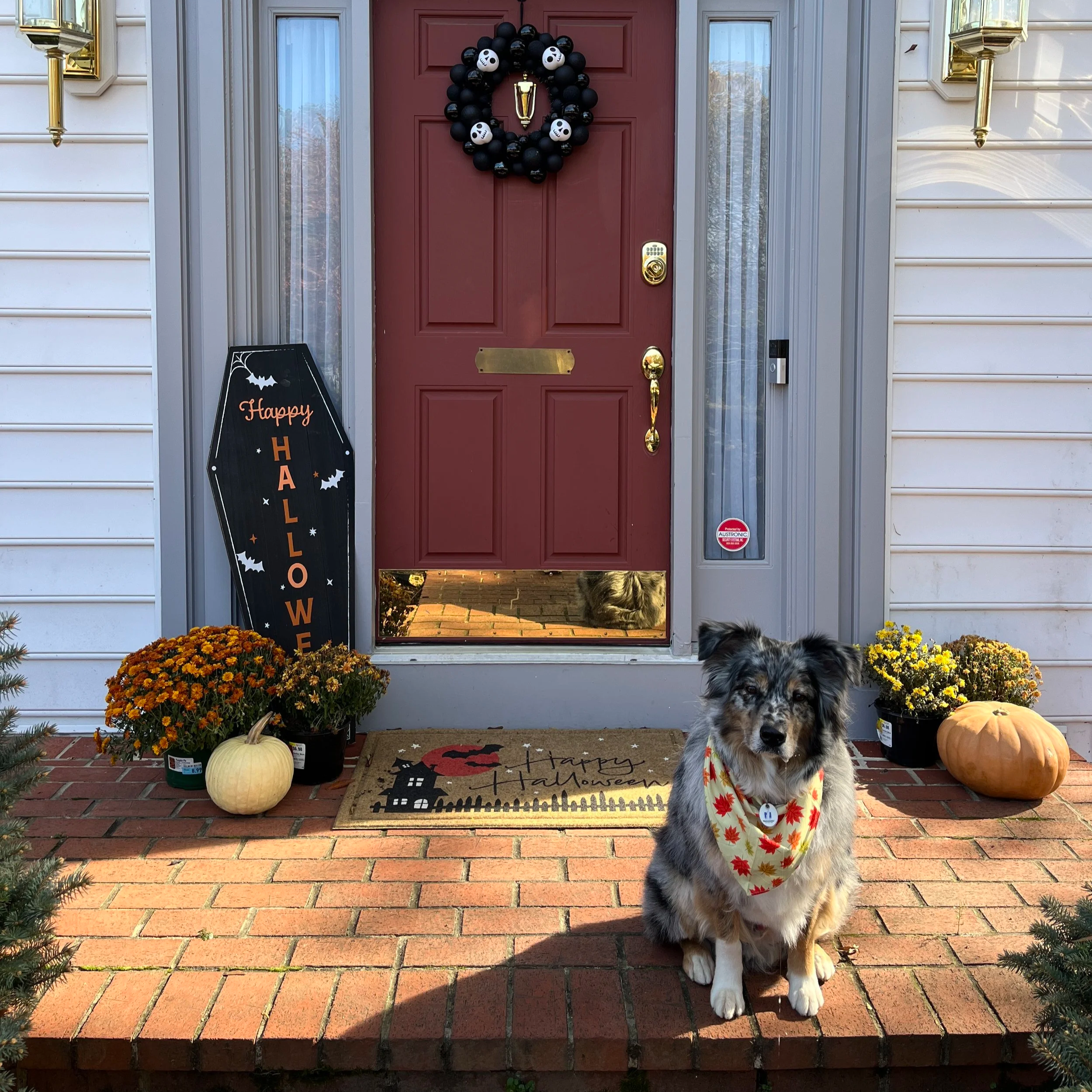 A decorated house front door with Halloween decorations. A black coffin-shaped sign reads Happy Halloween, surrounded by orange and yellow chrysanthemums, two pumpkins, and a dog wearing a bandana that has a fall leaf pattern. The door is red with a black wreath decorated with black balloons and small skull accents.