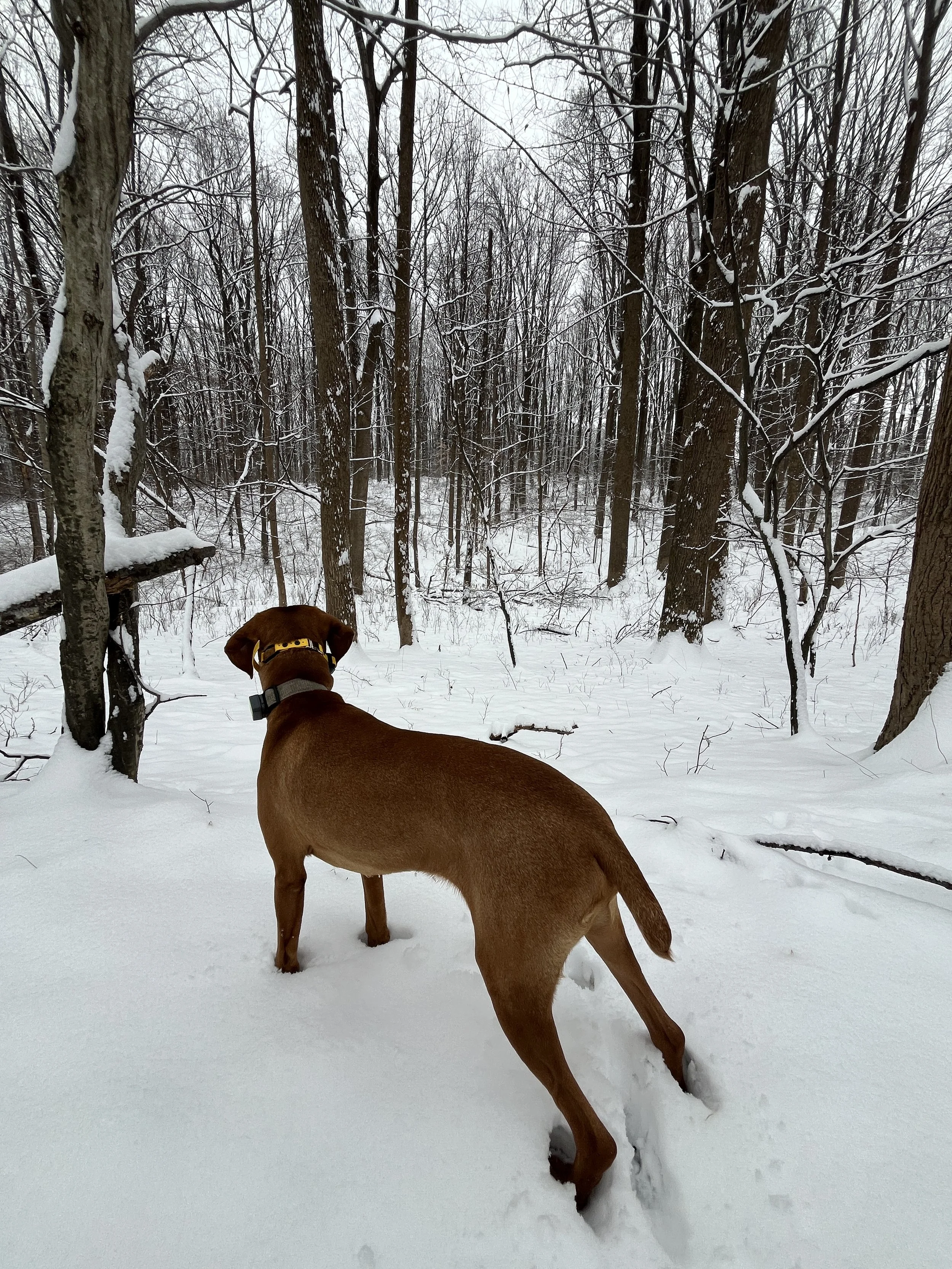 A brown dog with a collar standing on snow-covered ground in a wooded area during winter, looking into the distance among leafless trees.