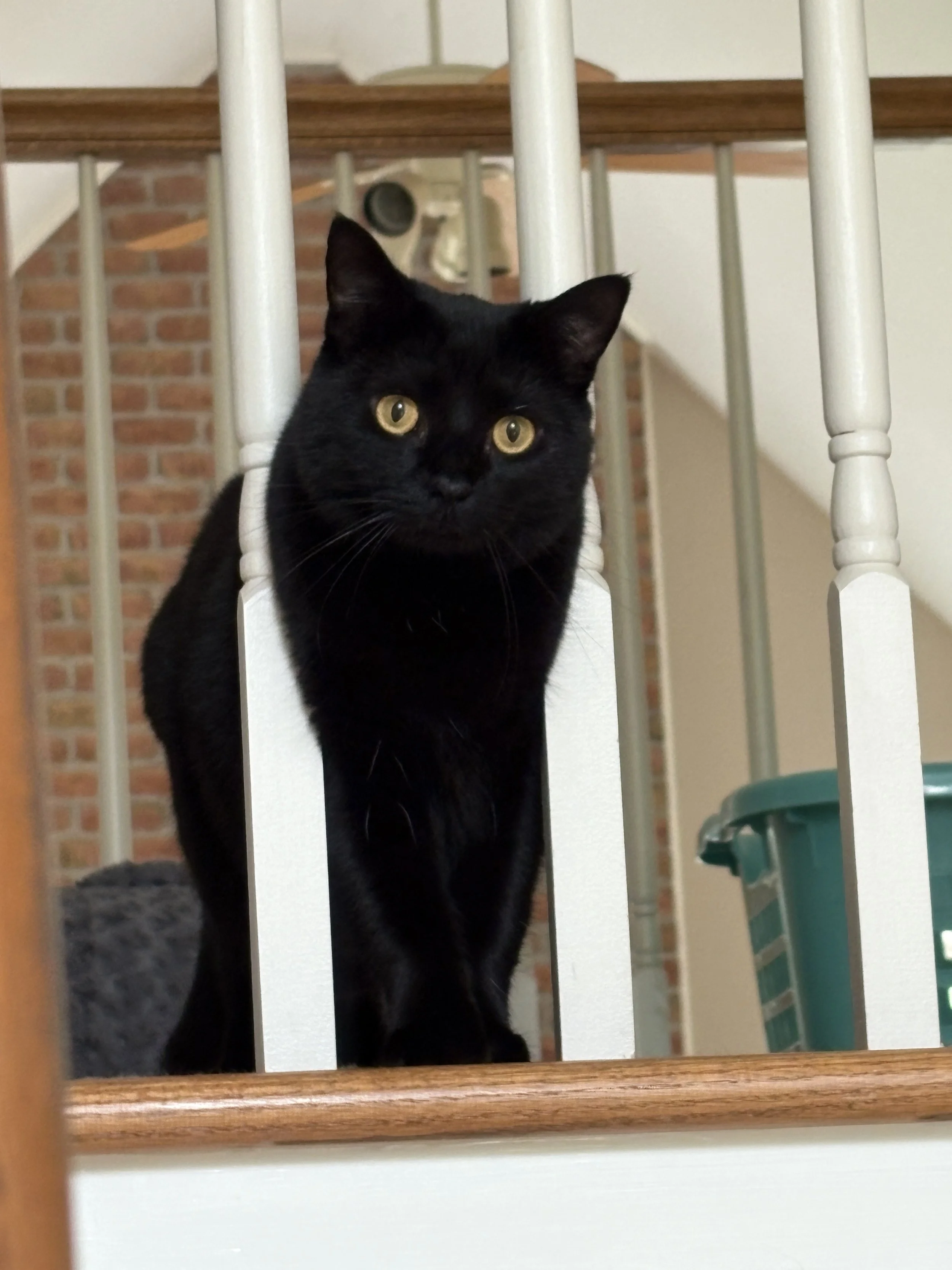 A black cat with yellow eyes standing on a staircase behind white railing balusters, looking into the camera with a curious expression.