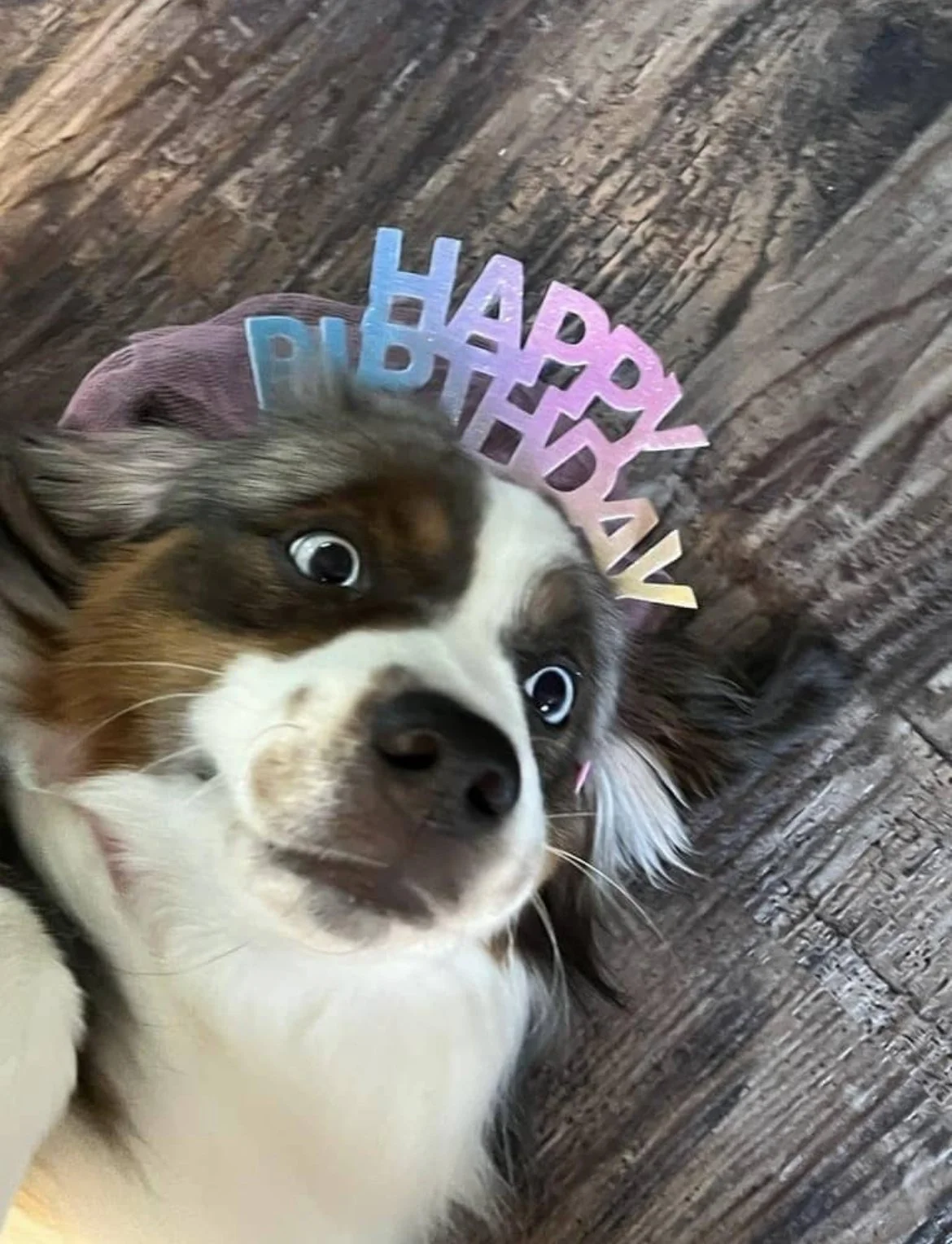 Dog lying on a wooden floor wearing a colorful 'Happy Birthday' headband.