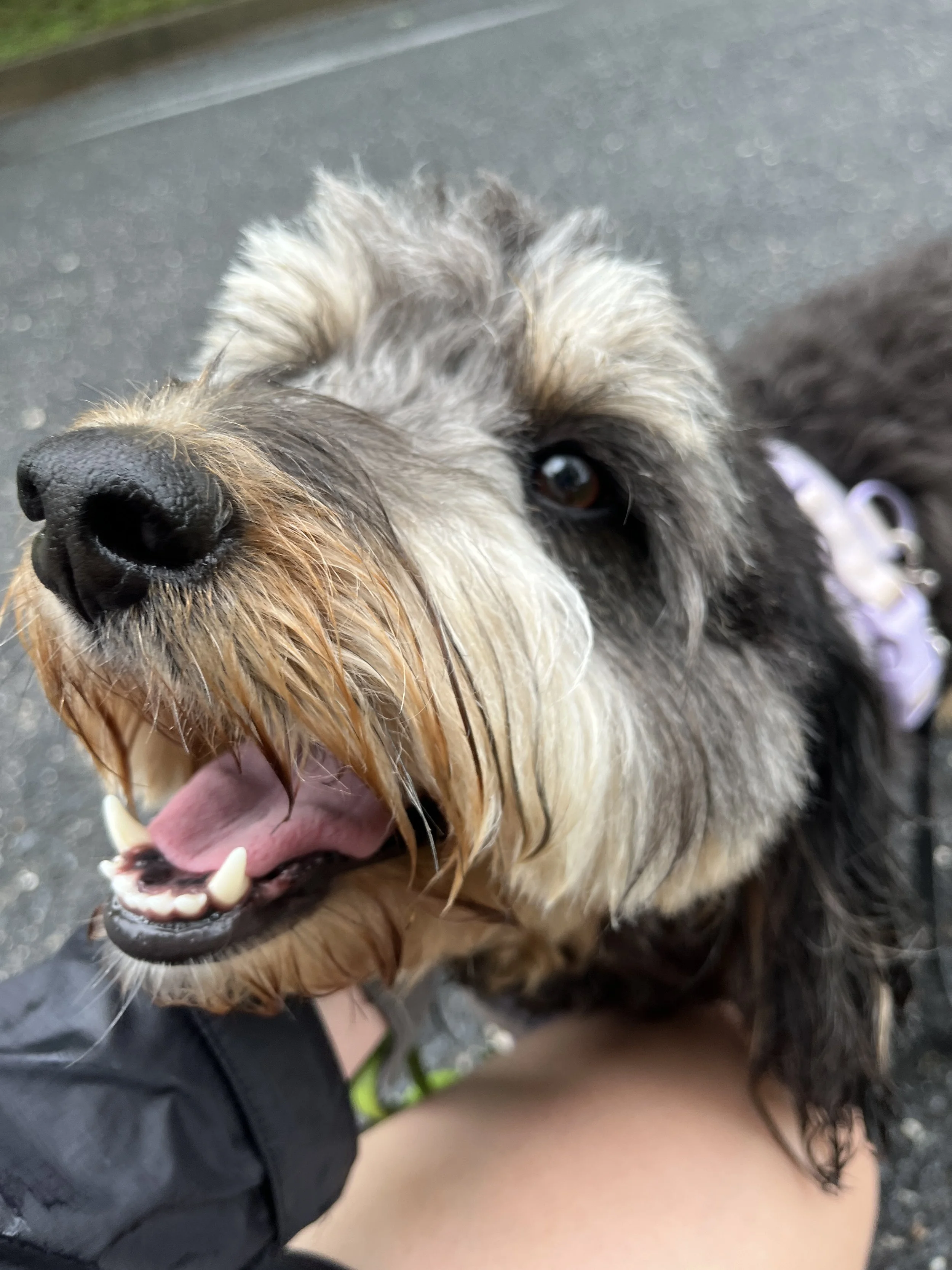 Close-up of a happy, wet dog with a black nose and tan beard, looking up with its tongue out.
