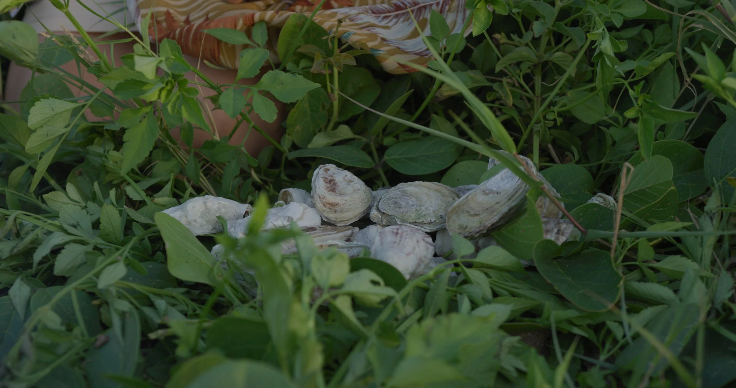 A garden with green leafy plants and a path of white shells.