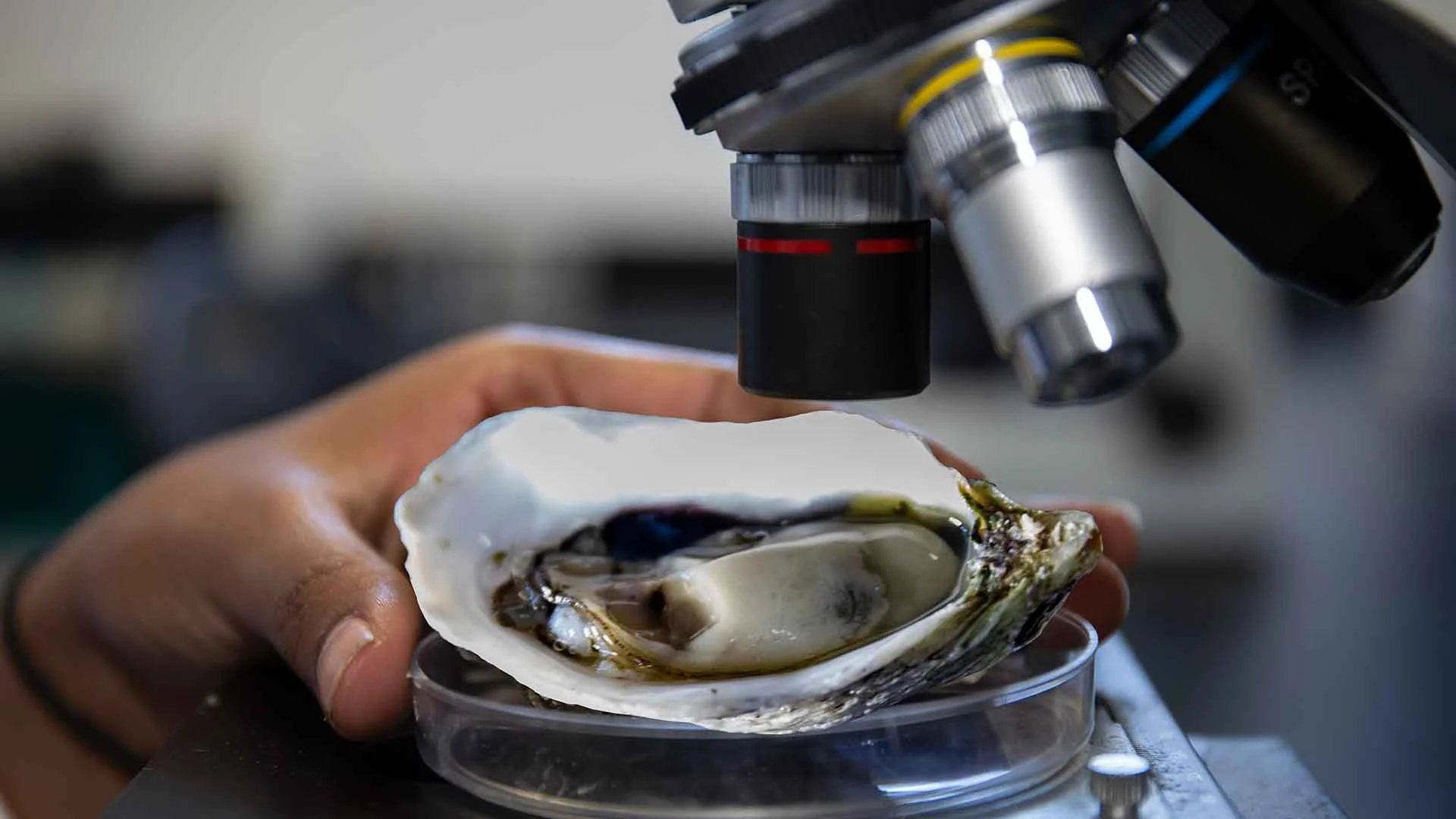 Hand holding a large oyster being examined under a microscope in a lab setting.