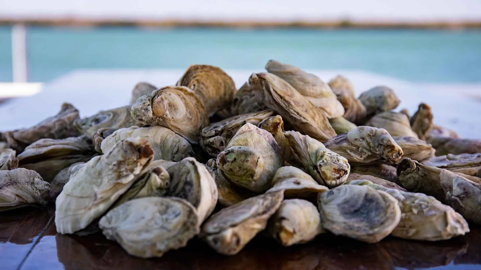 A pile of oysters on a dark surface with a blue body of water in the background.