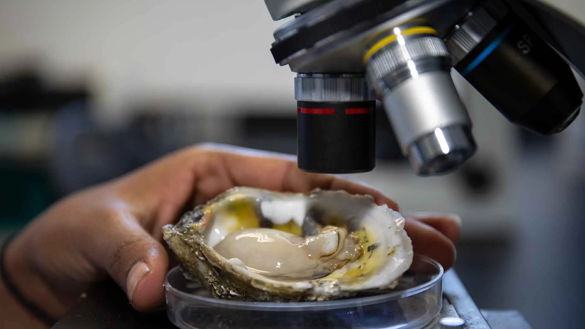 Close-up of a person holding a freshly shucked oyster under a microscope in a lab setting.
