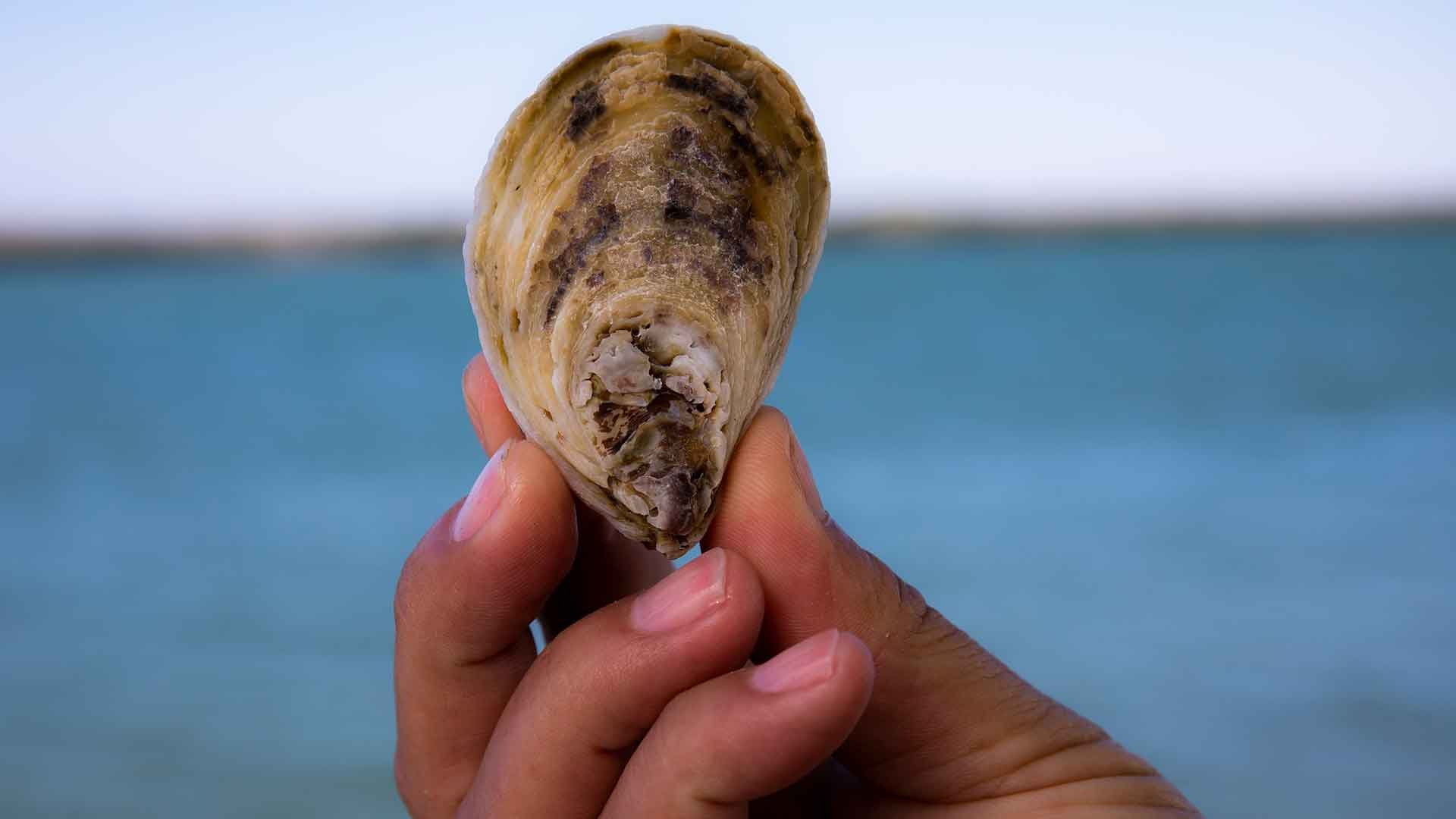 Close-up of a hand holding a small, square-shaped object with a textured, layered surface and dark spots, against a blurred background of water and sky.