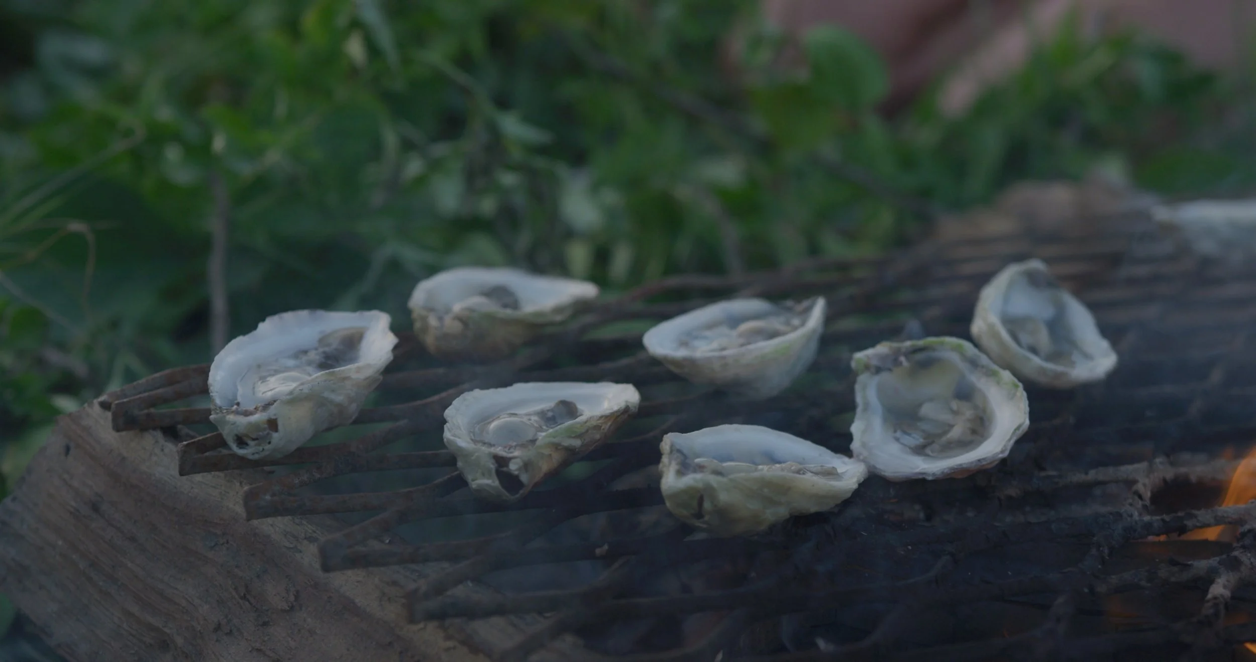 Oysters being grilled on a log over an open fire with green foliage in the background.