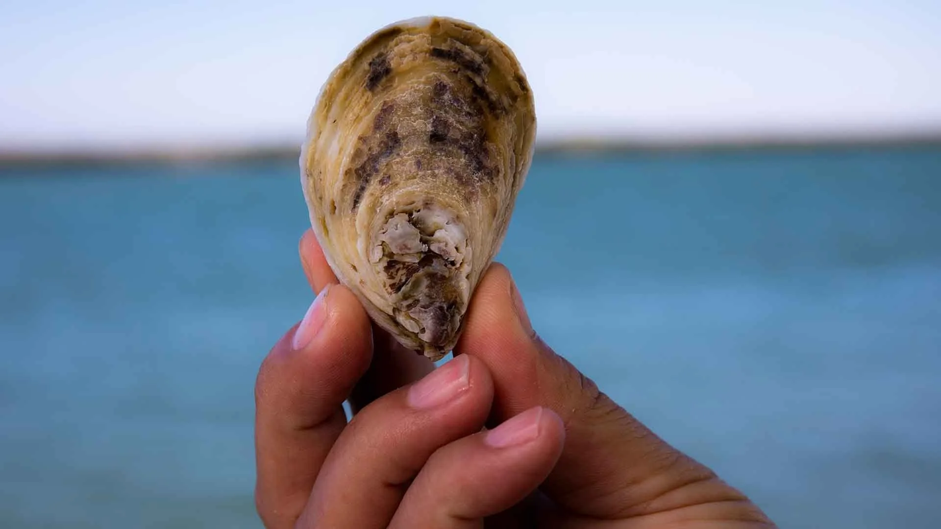 Close-up of a hand holding a large, partially eaten oyster with a dark interior against a blurred outdoor background of water and sky.
