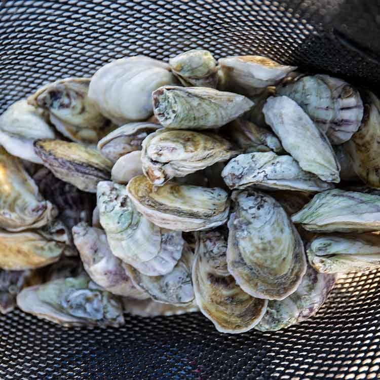 A collection of open oyster shells in a black mesh basket.
