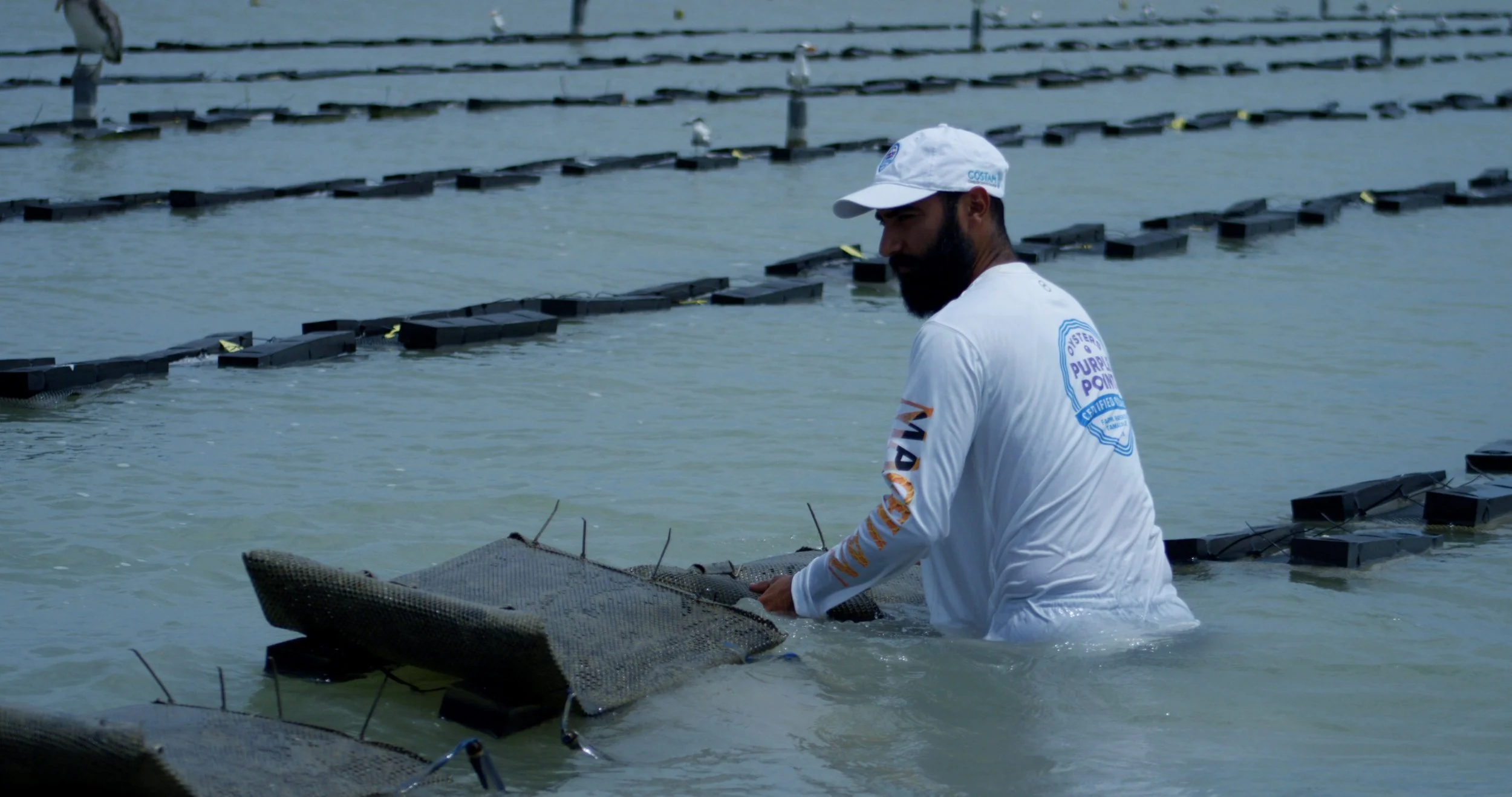 A man with a beard wearing a white cap and long-sleeved white shirt working with black floating structures in the water, likely an oyster farm or aquaculture setup.