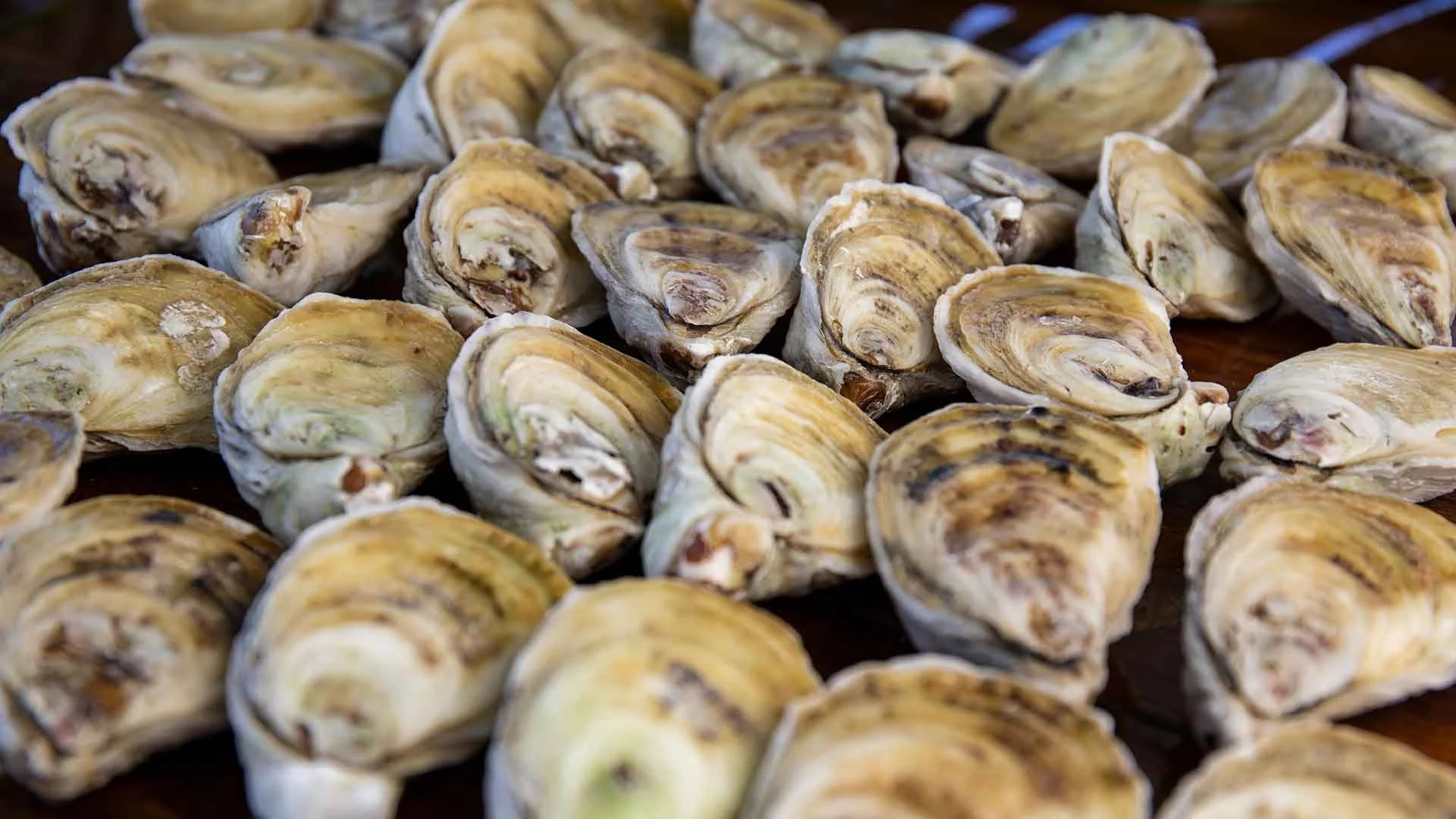 Close-up of raw oysters on a dark wooden surface