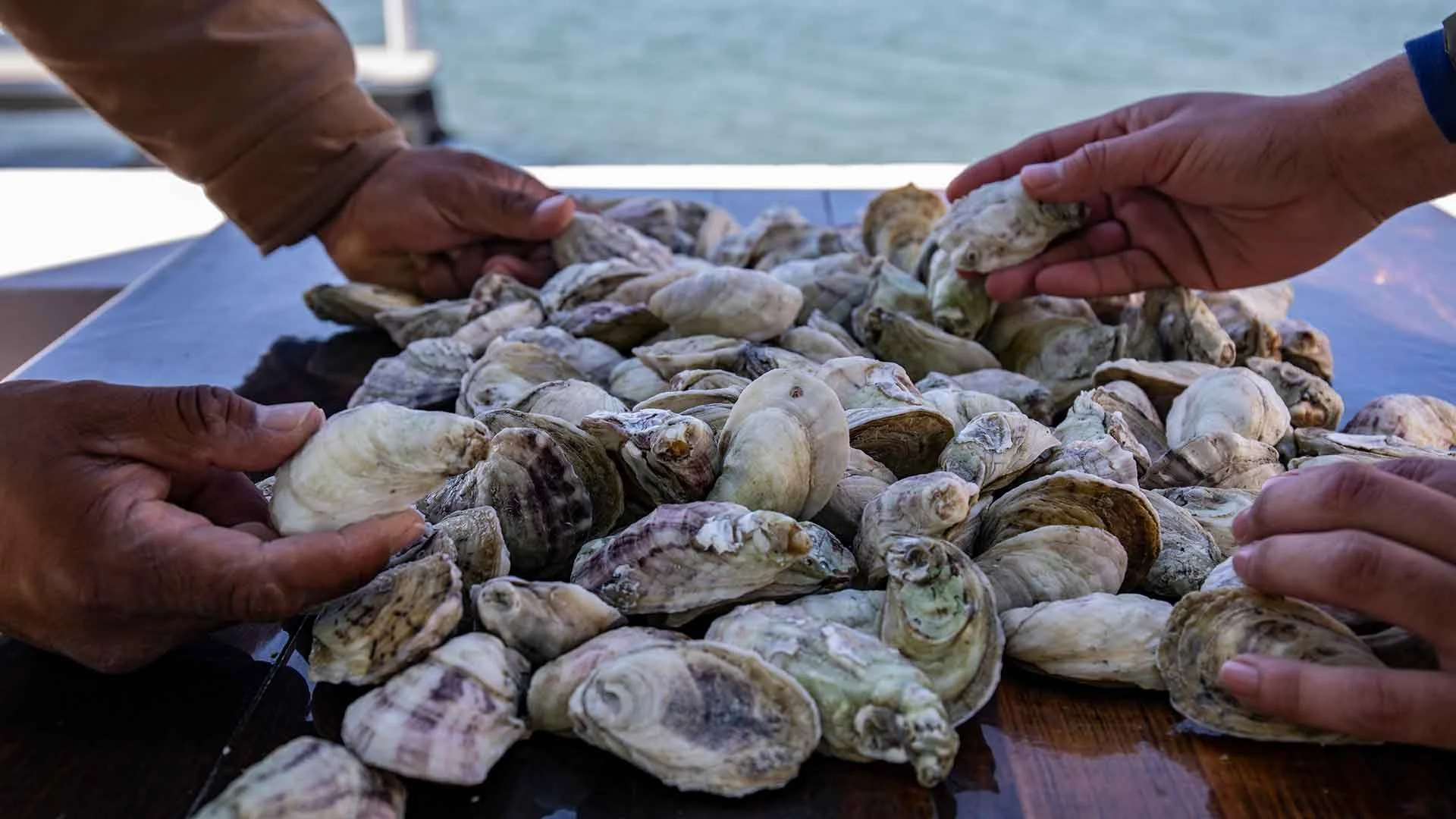 Multiple hands reaching for fresh oysters on a table near the water.
