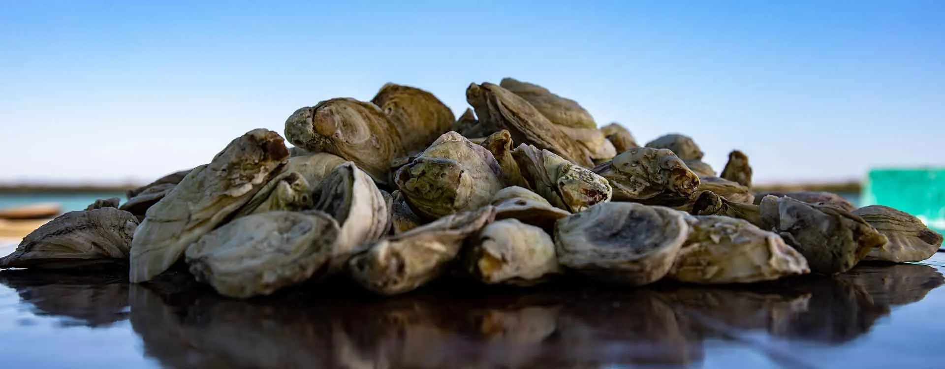 A close-up of a pile of oysters on a reflective surface with a blue sky and some distant objects in the background.